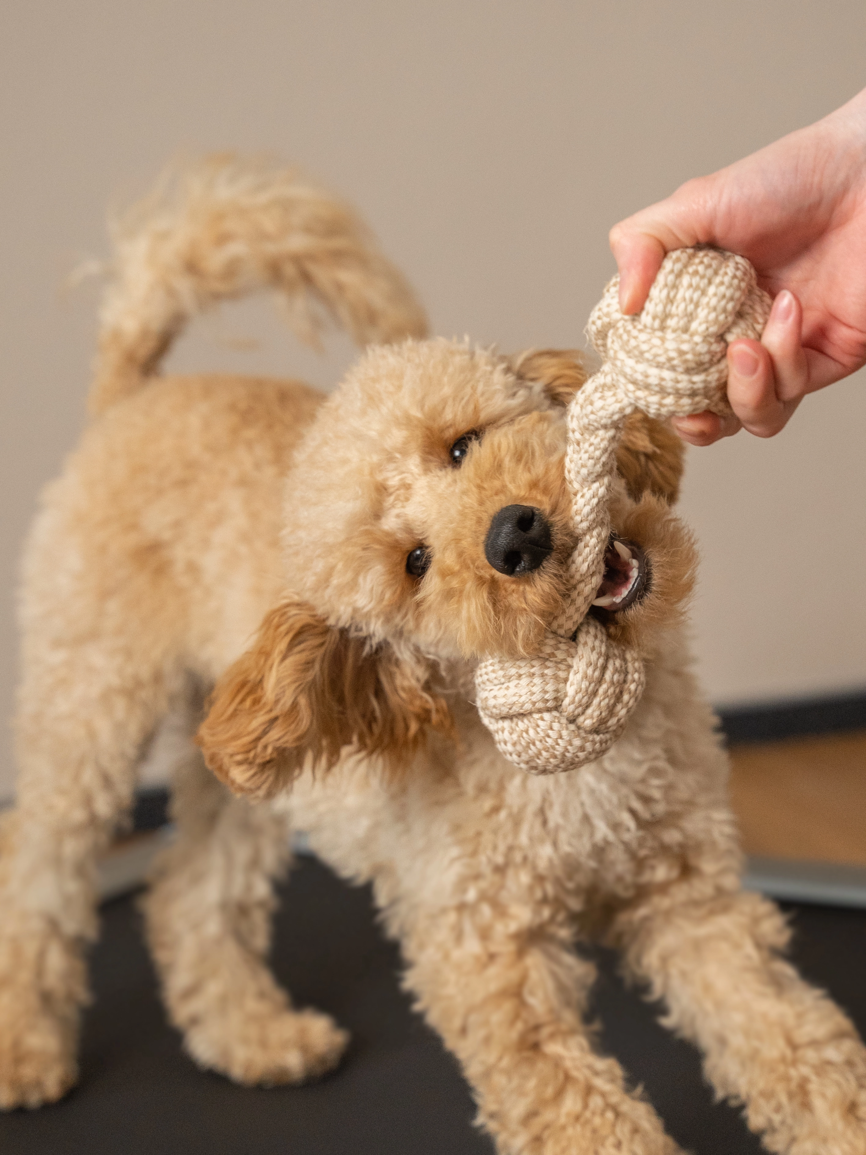 Nature Hundespielzeug von TrendPet
