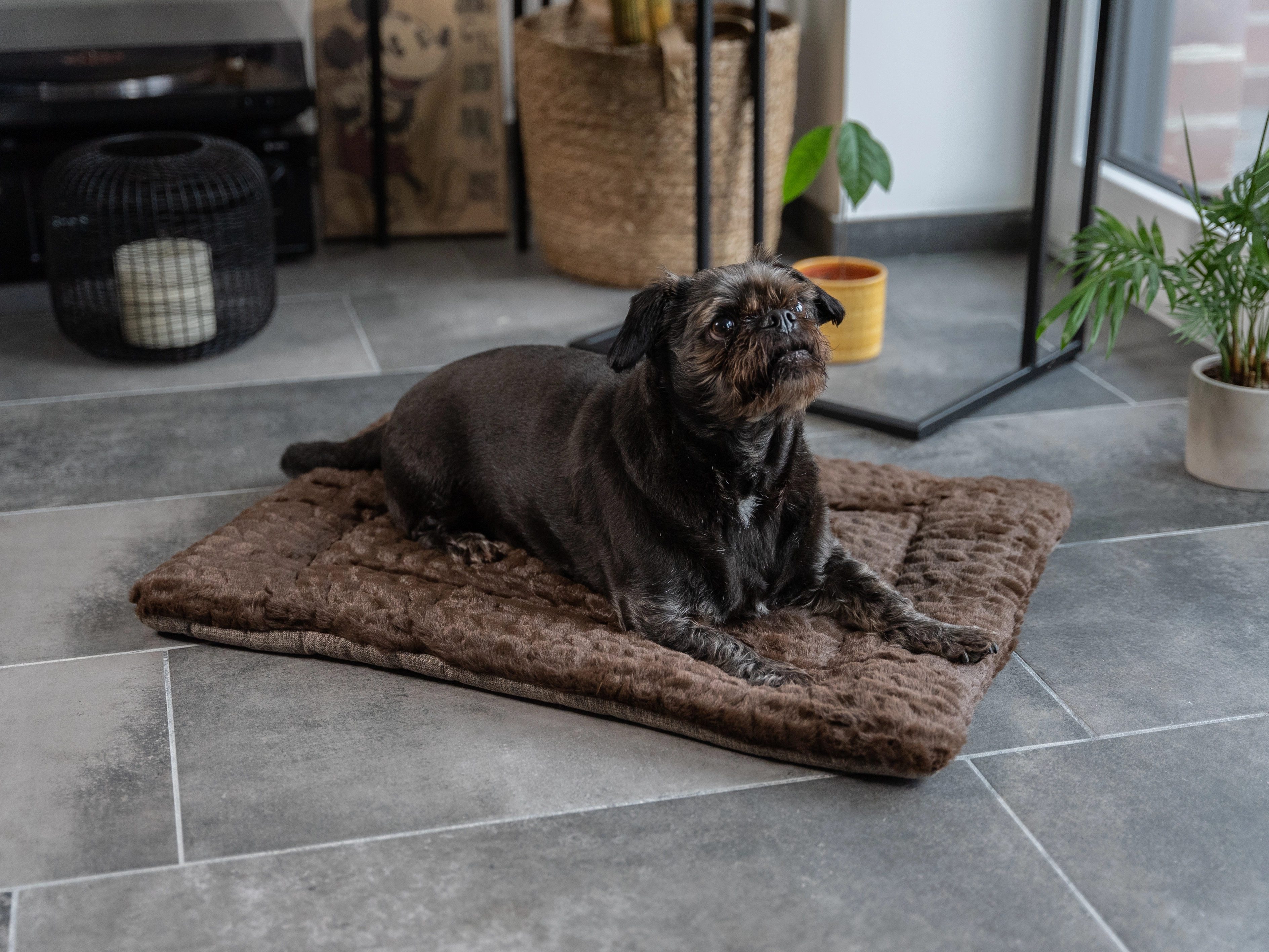 Heaven geposlterte Wendedecke für Hunde und Katzen von TrendPet