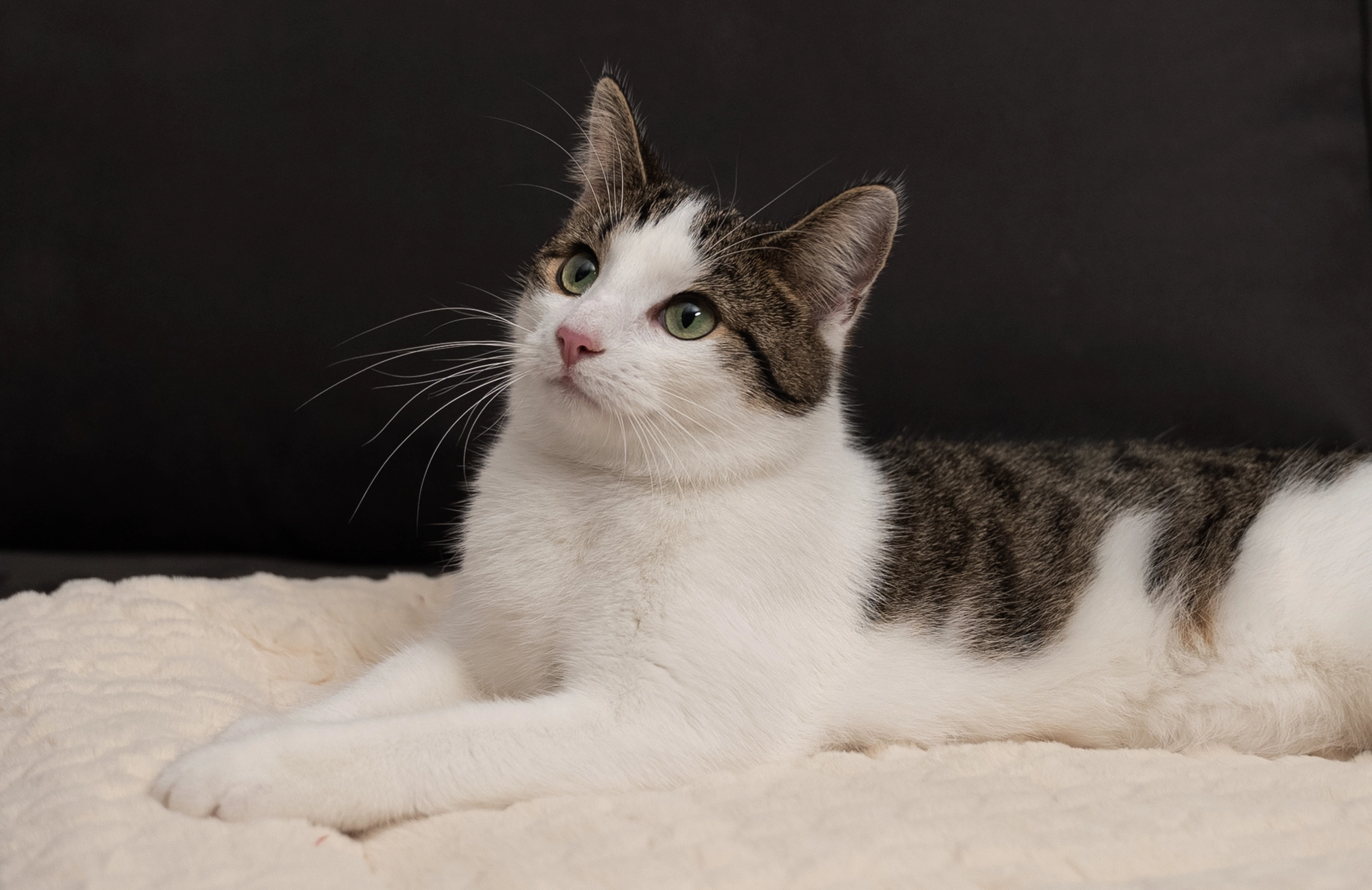 Katze auf Heavendecke von TrendPet