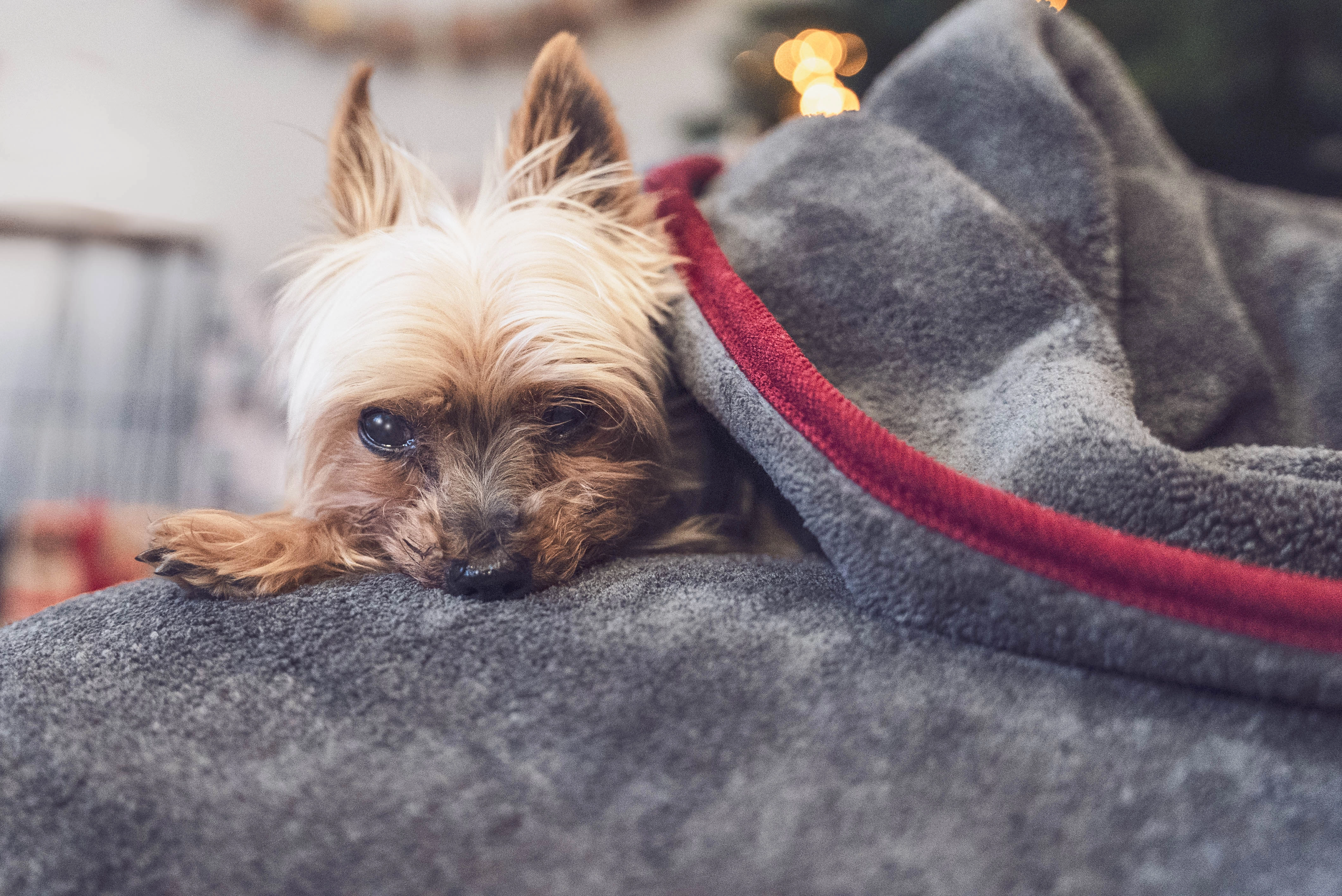 Rubx Kuscheldecke und Trocknungsdecke von TrendPet