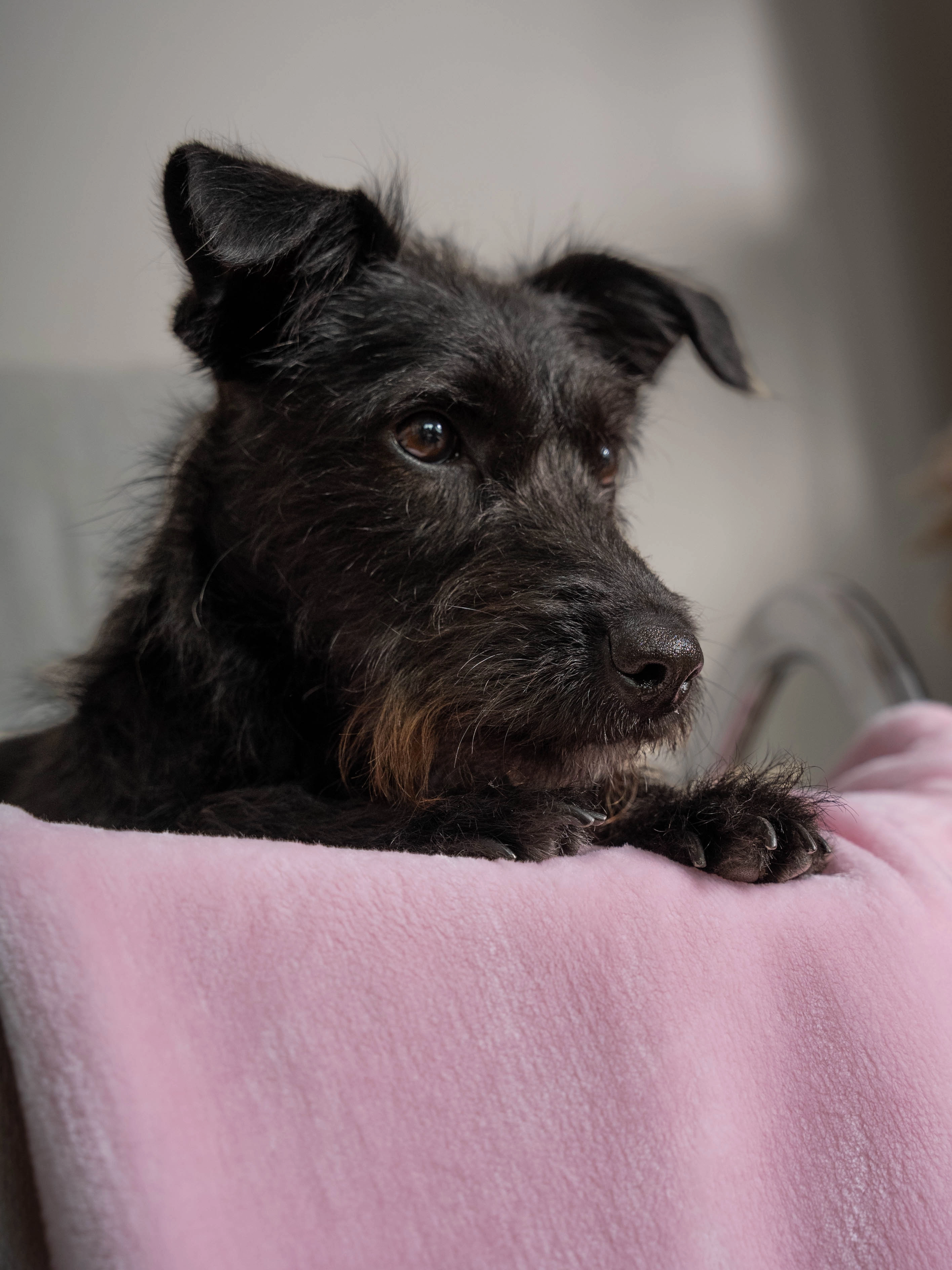 Coco Kuscheldecke von TrendPet