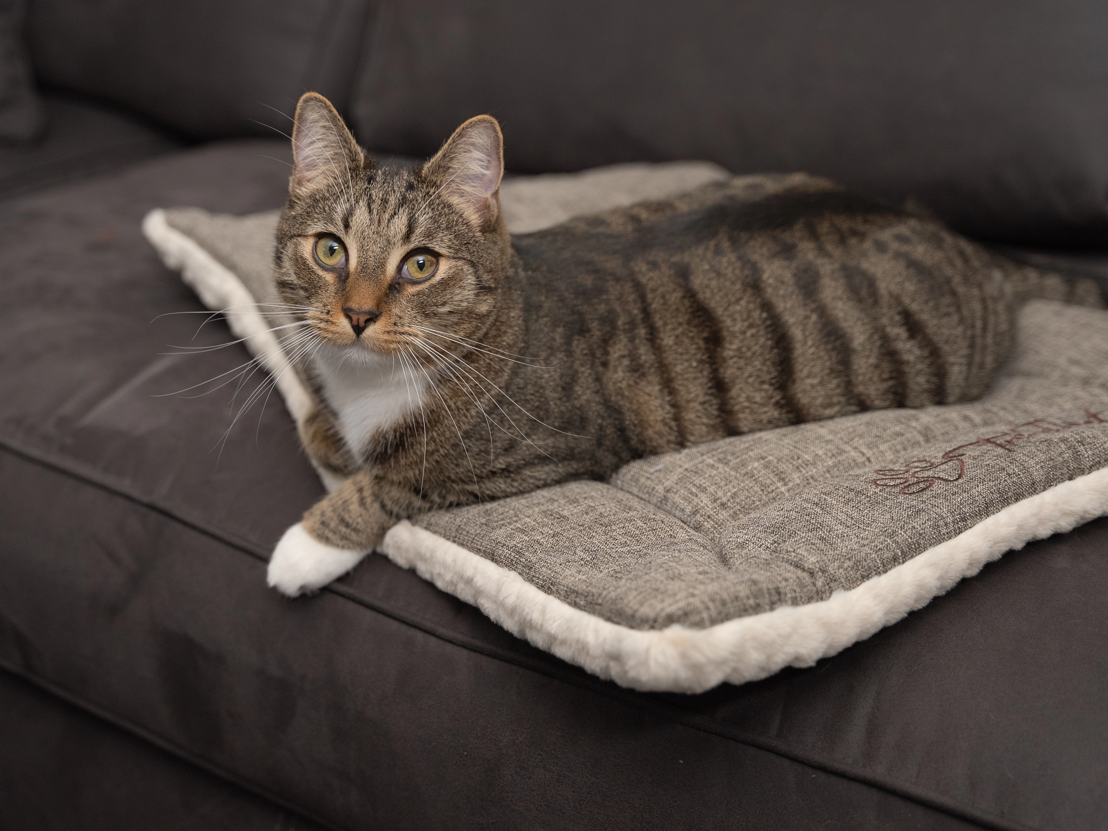 Heaven geposlterte Wendedecke für Hunde und Katzen von TrendPet