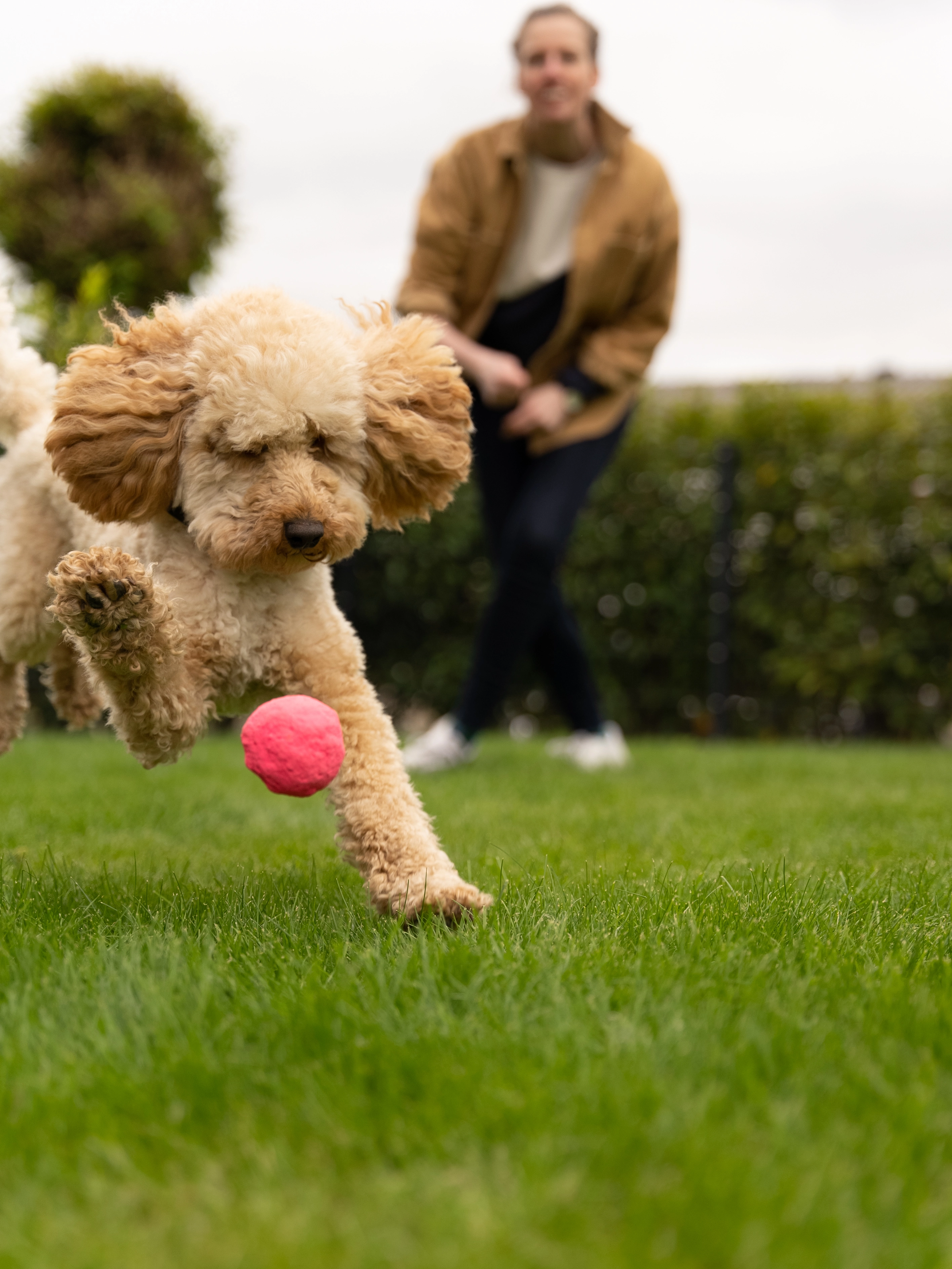 Wunderball von TrendPet