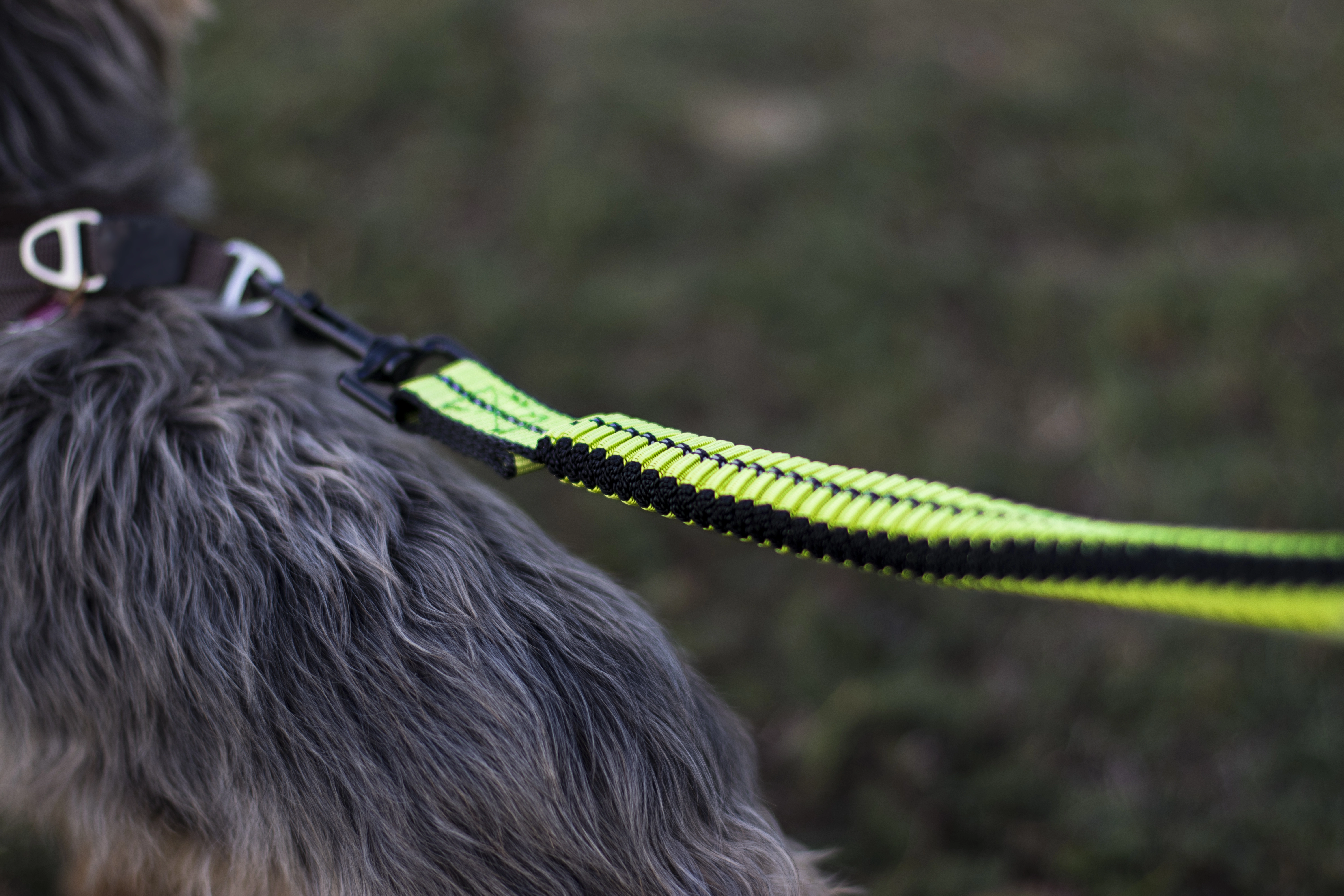 Cascado Hundeleine von TrendPet