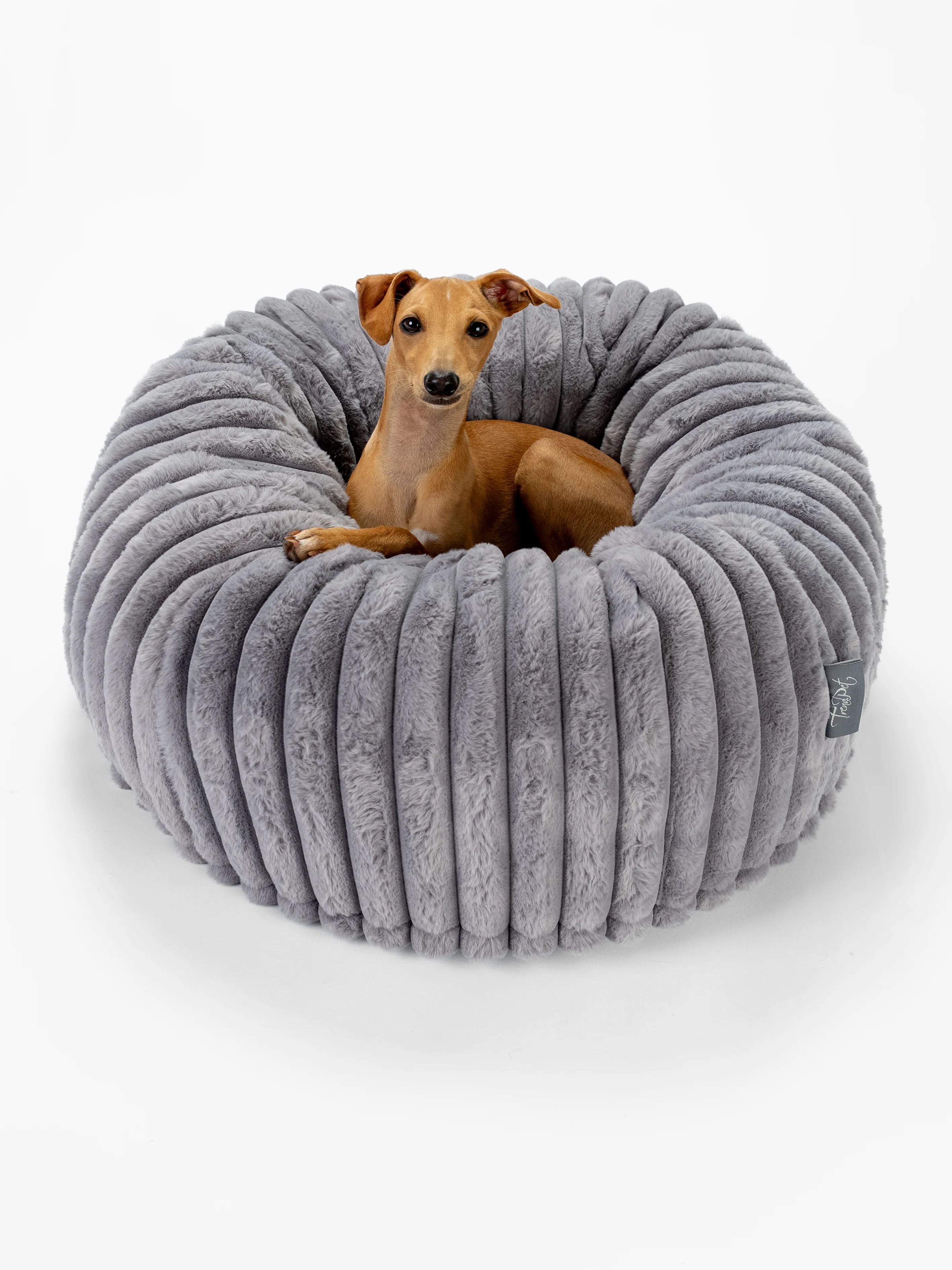 Hund liegt im Biscuit Spot 