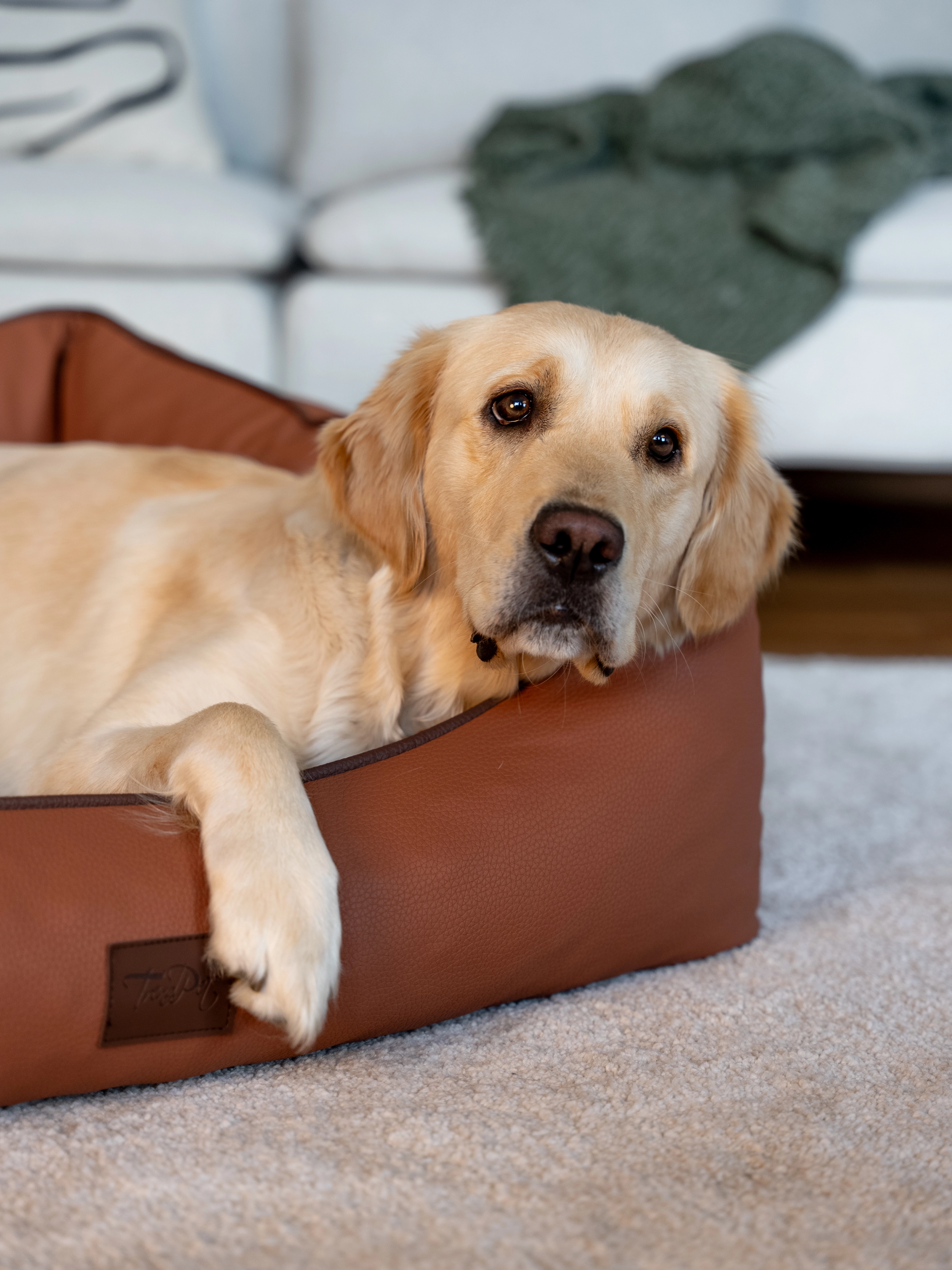 Hund liegt im TrendPet Bett Runa