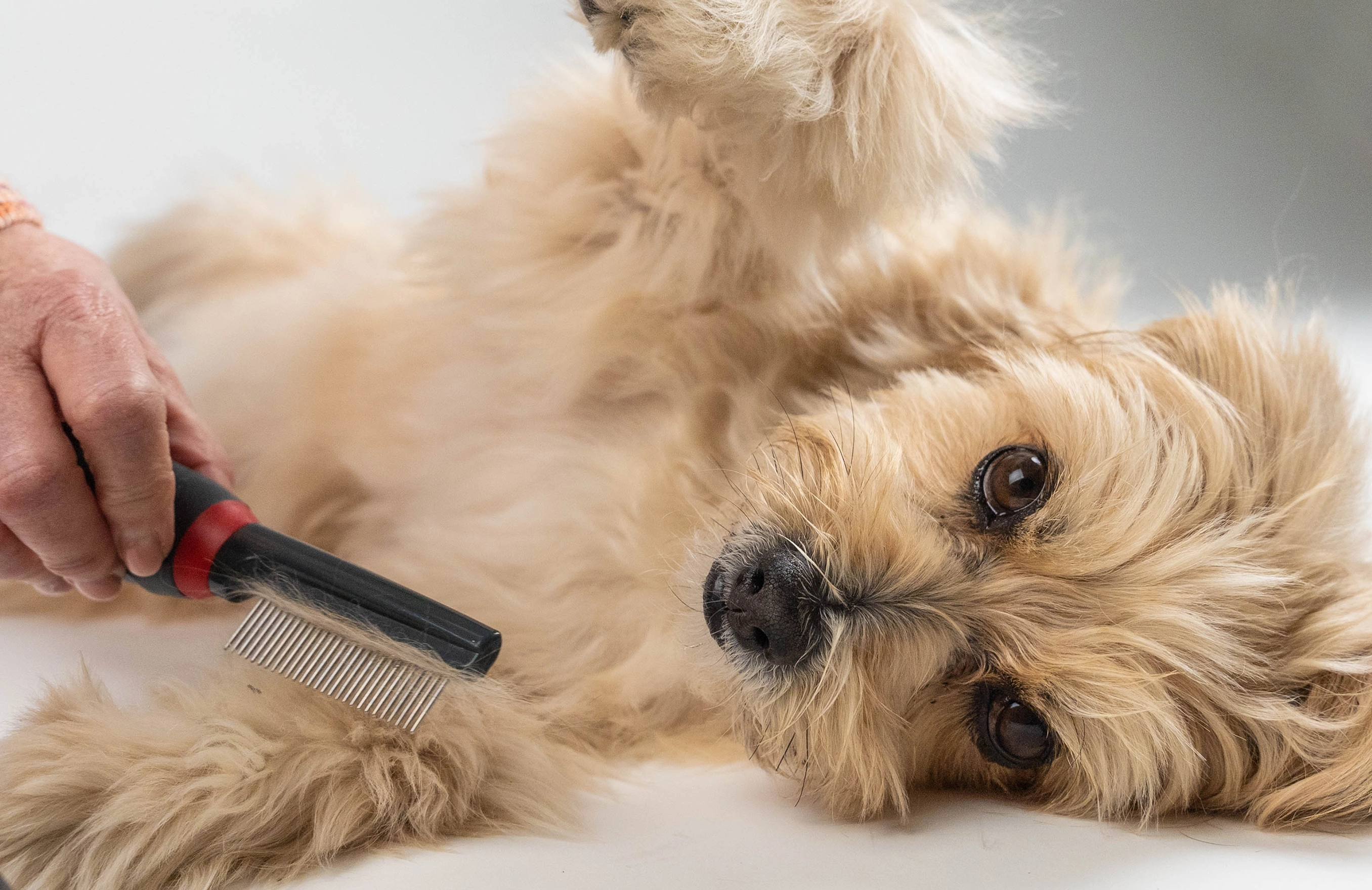 Hund wird mit Kamm von TrendPet gebürstet