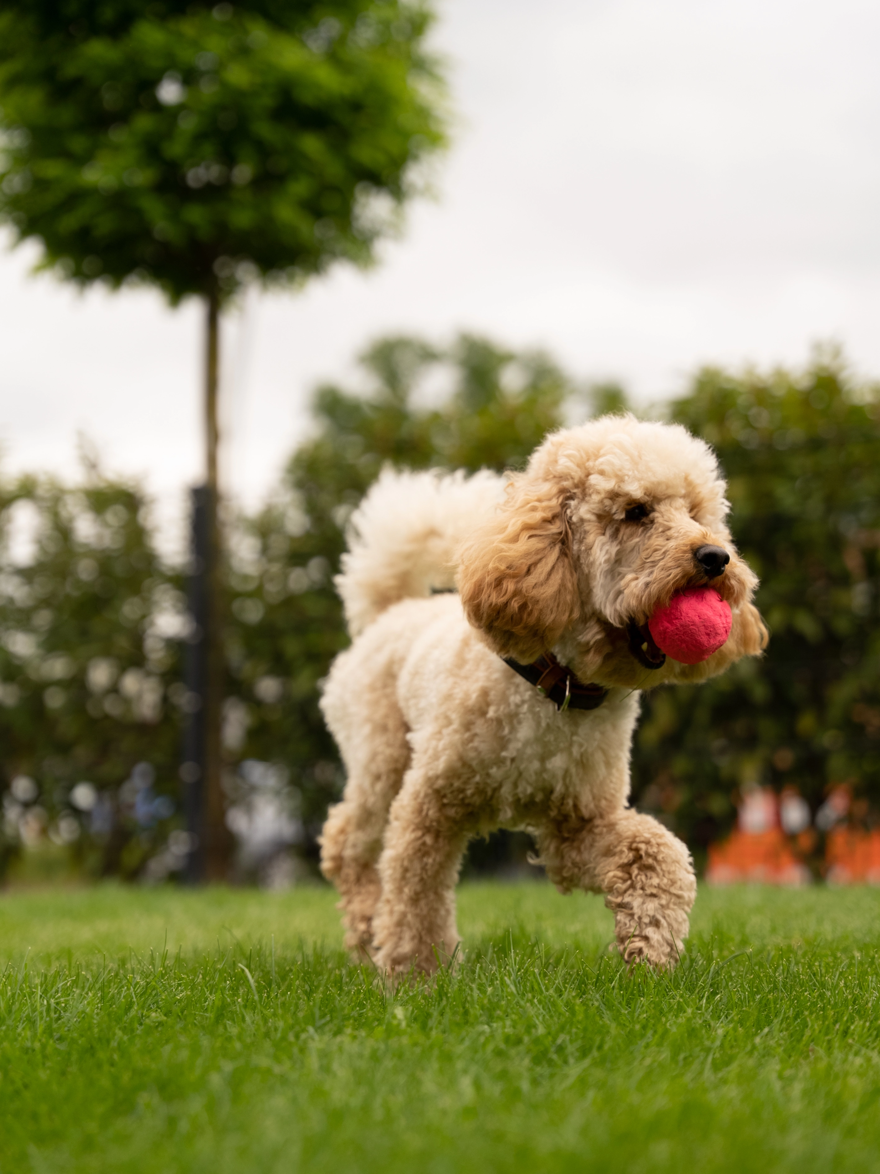 Wunderball von TrendPet