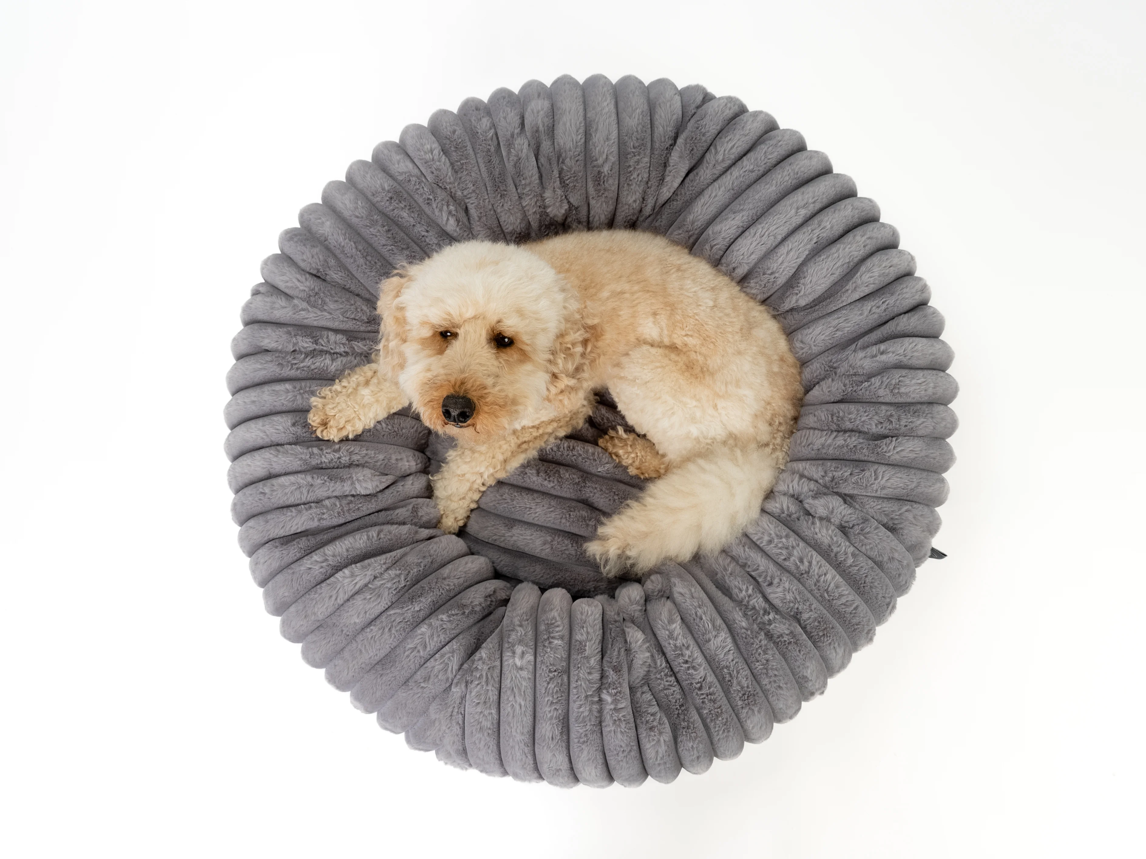 Hund liegt im Biscuit Spot