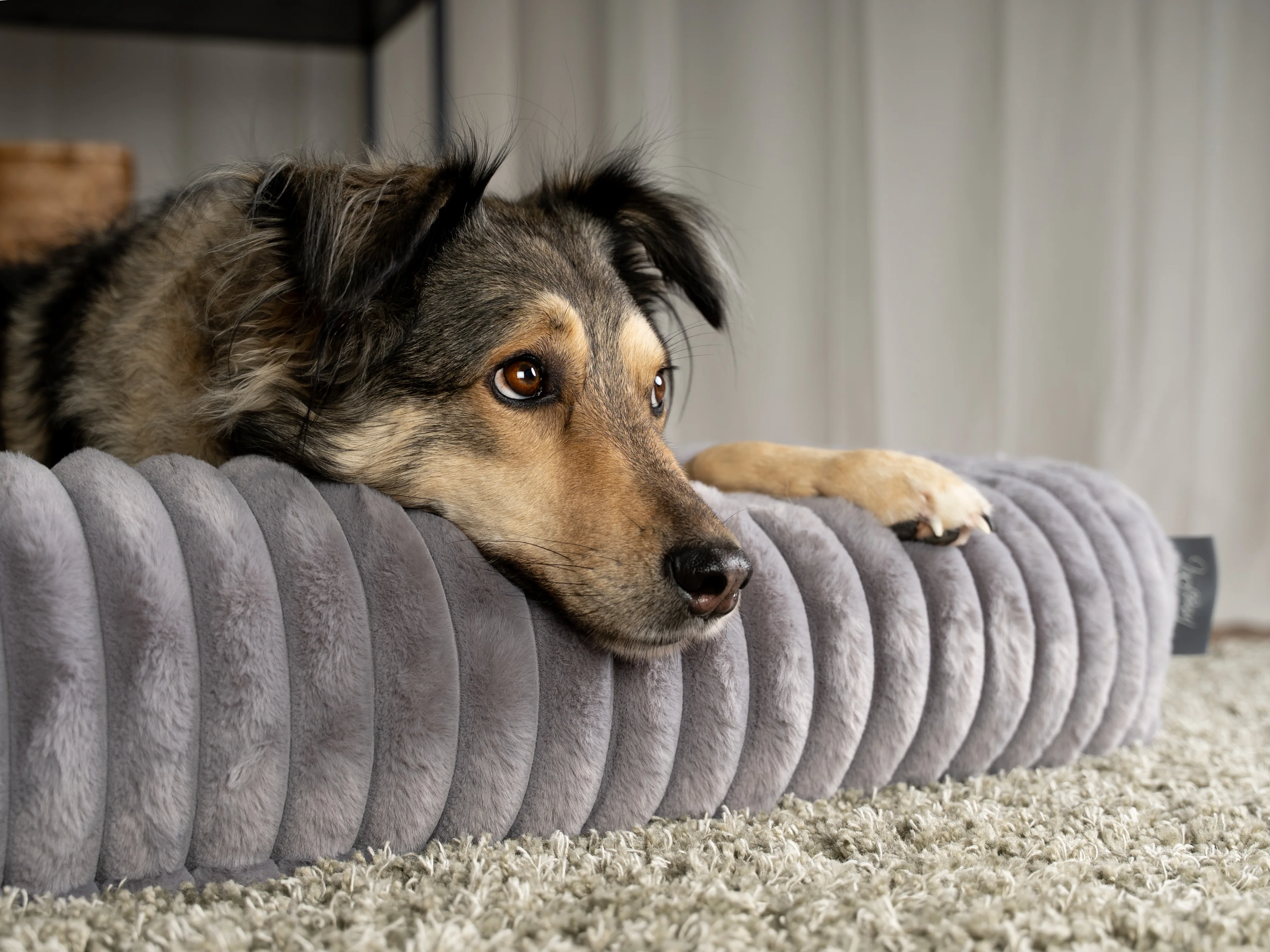 Hund liegt im Biscuit Cube von TrendPet