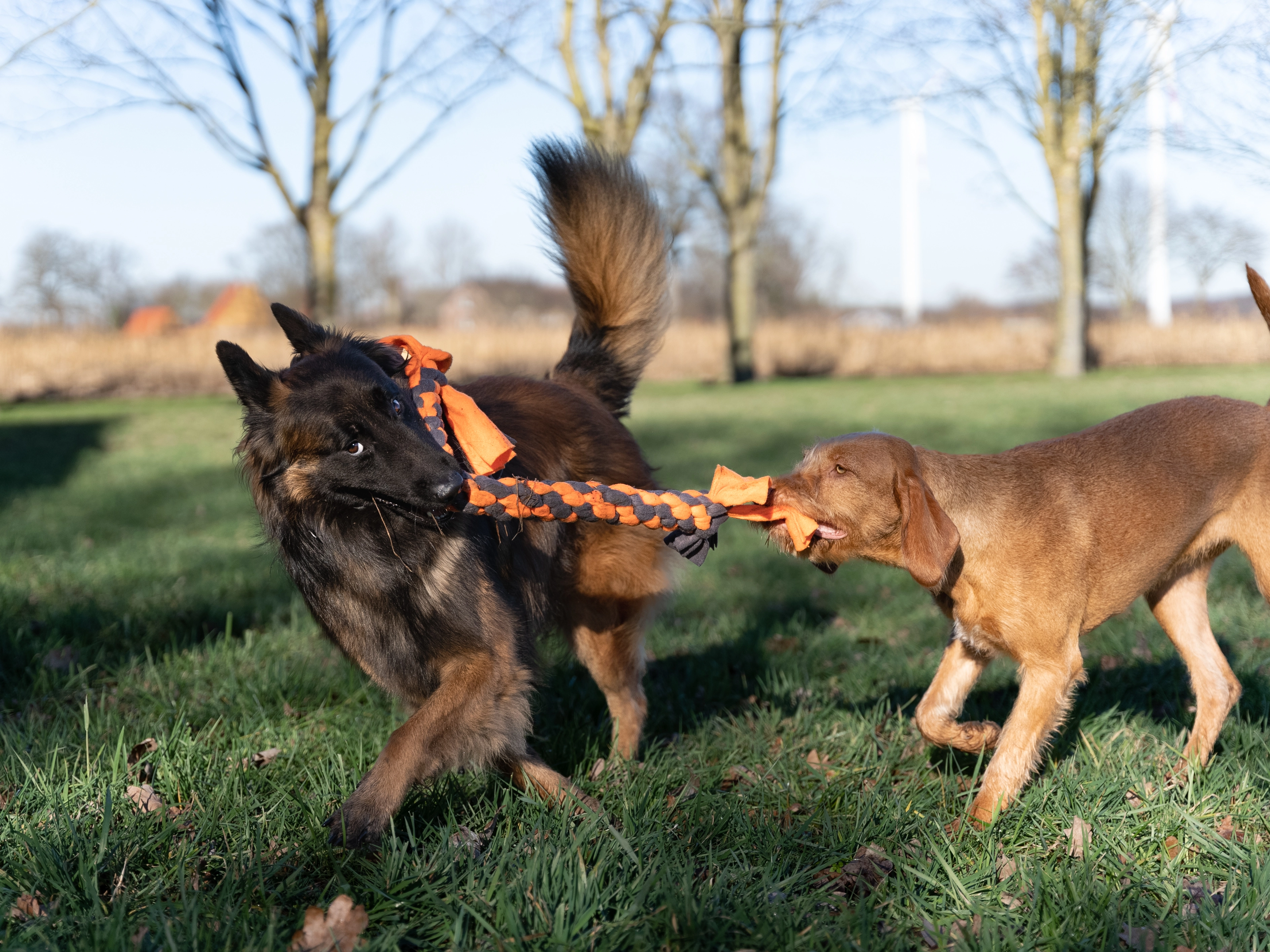 Zergel Hundespielzeug von TrendPet