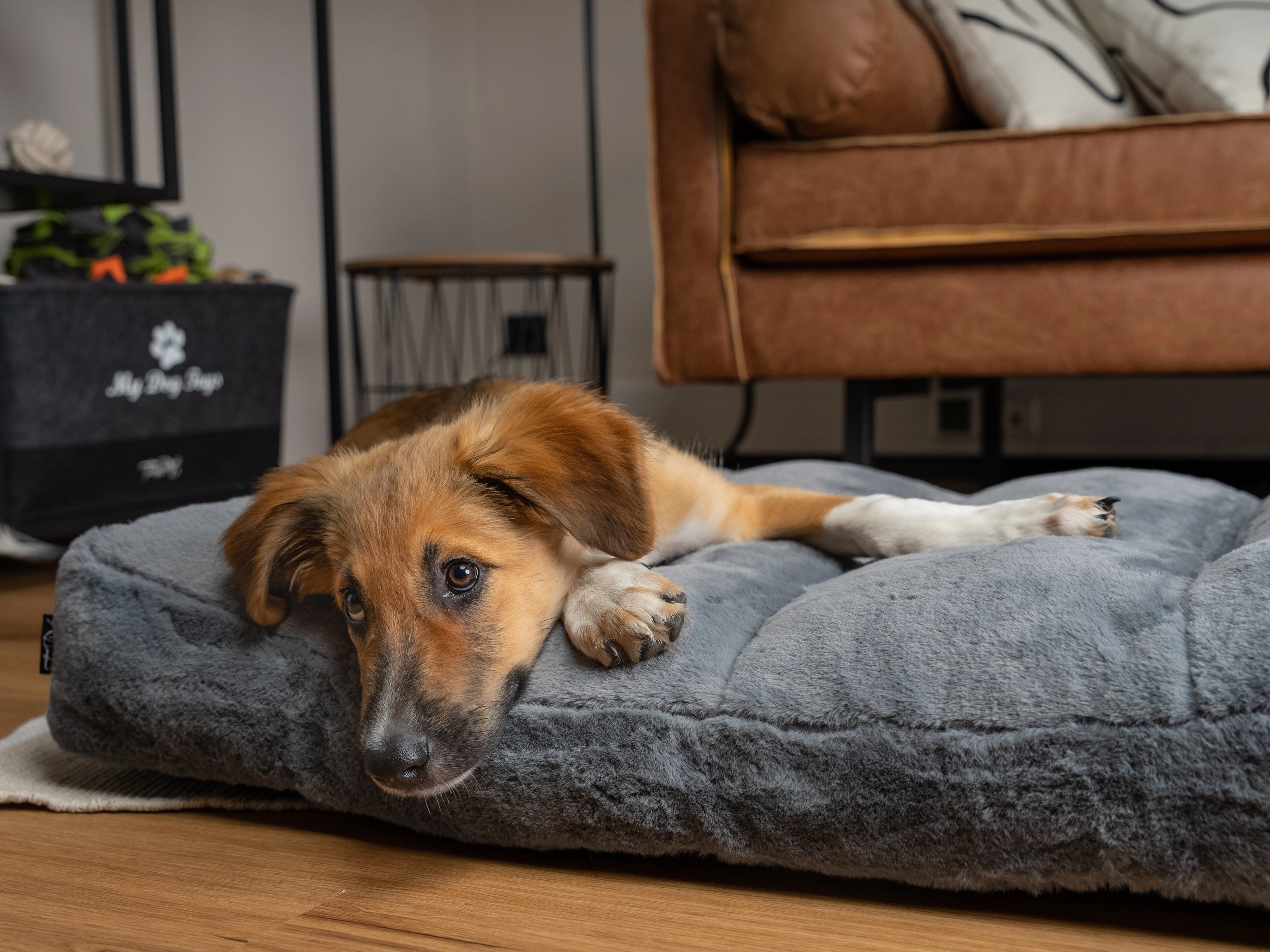 Maya Hundekissen von TrendPet