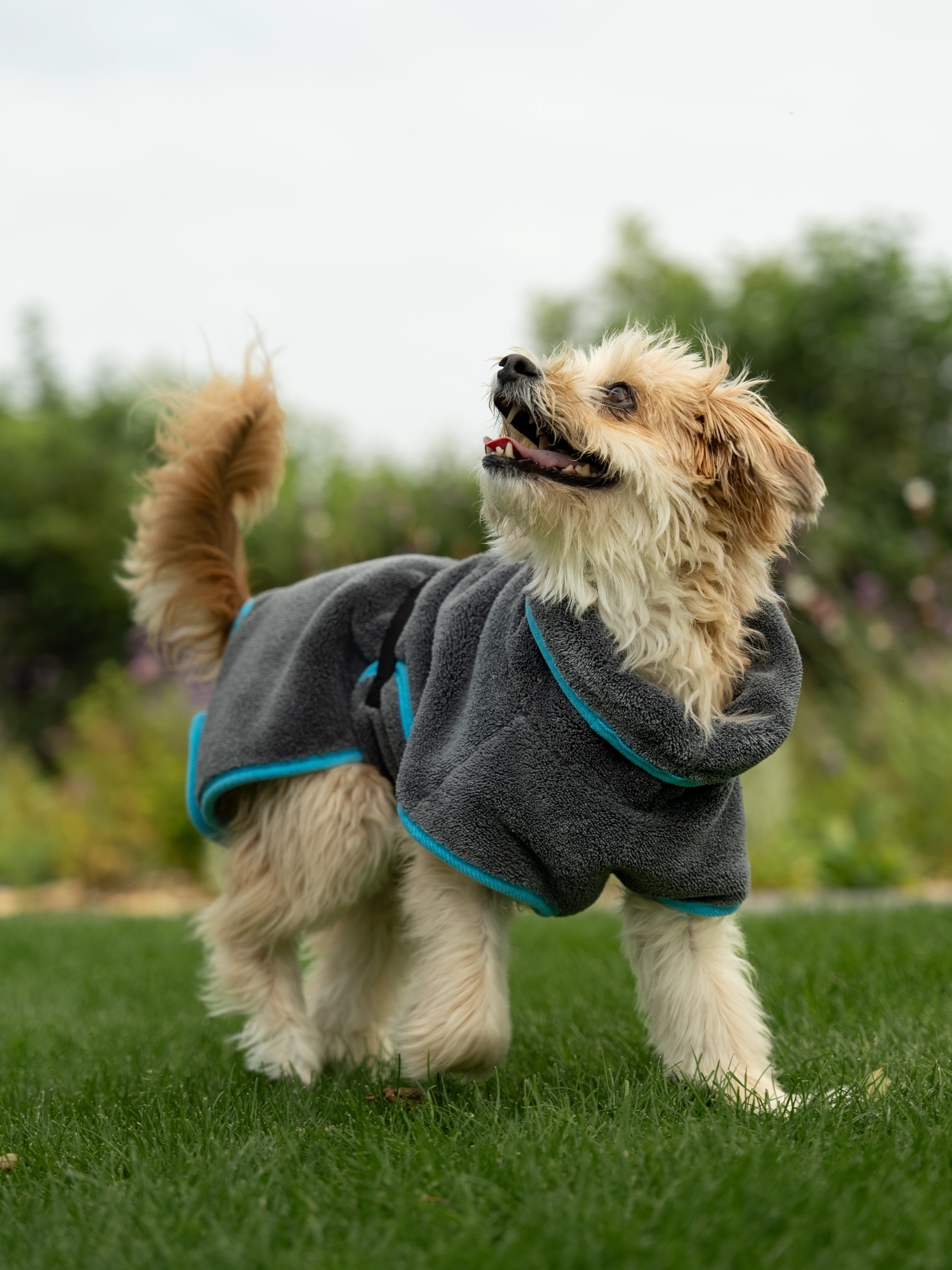 Hund trägt den Bademantel Dampfhund von TrendPet