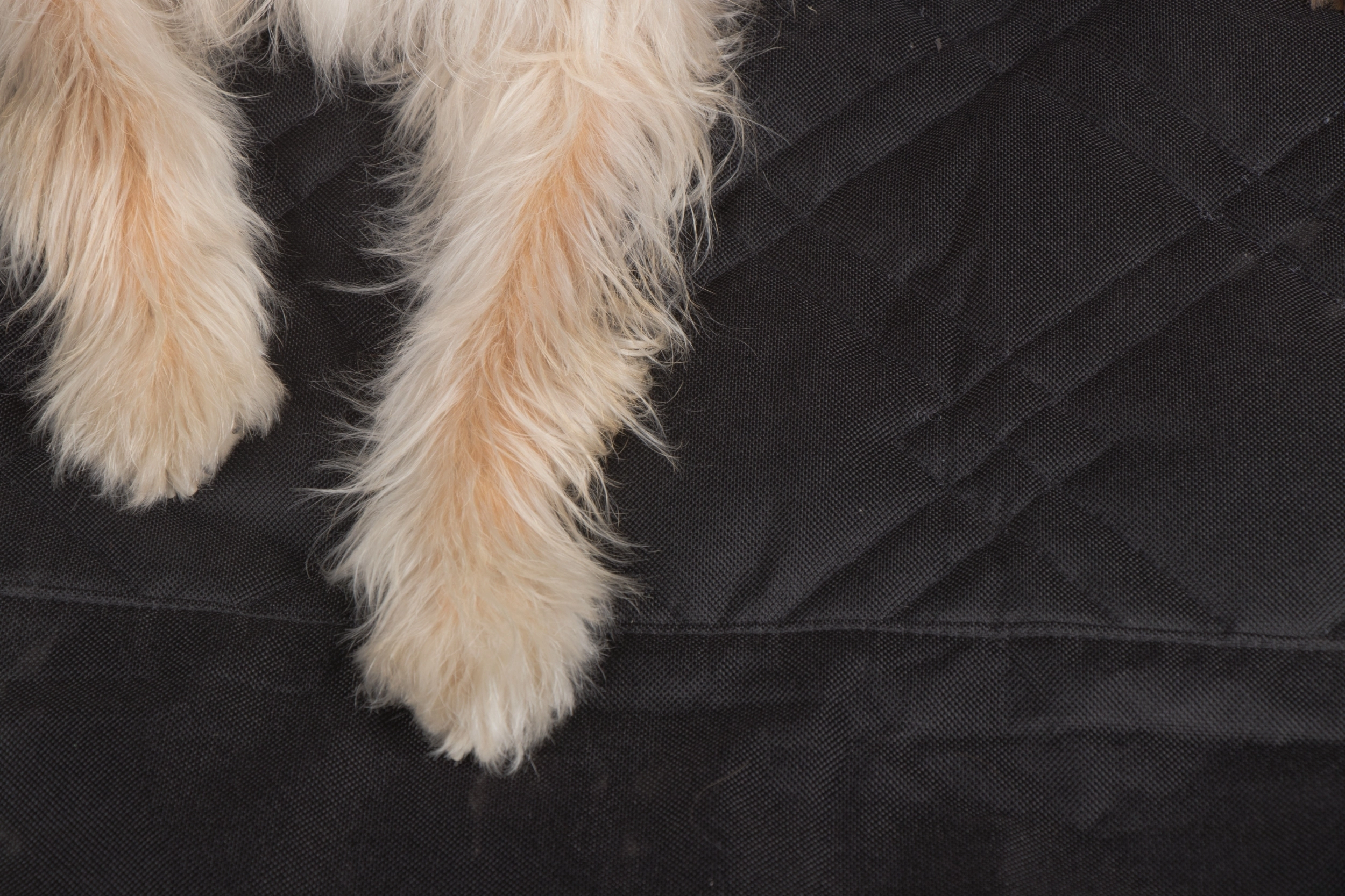 TrendPet Seatcover fürs Auto