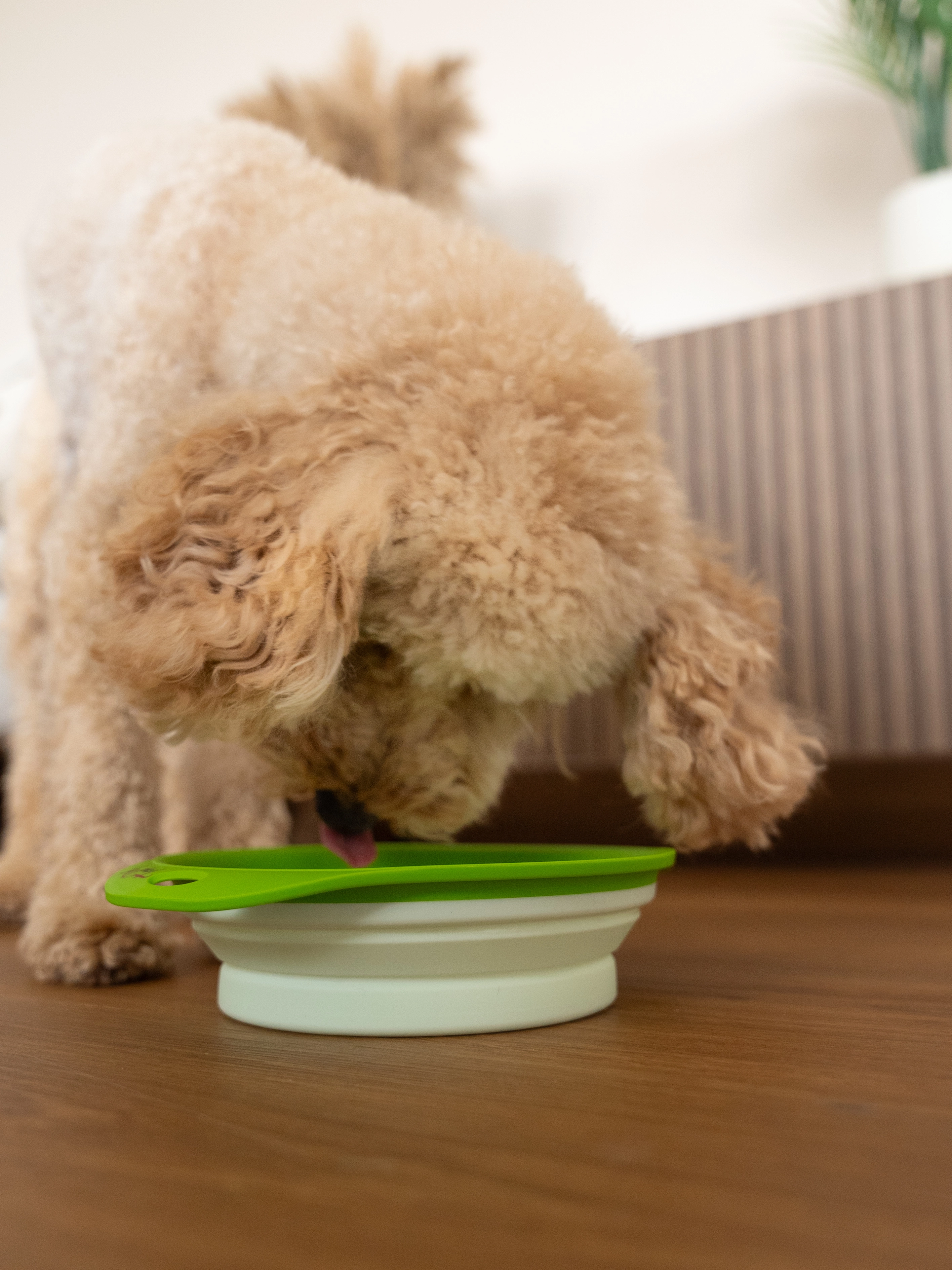 faltbarer Napf Travellino von TrendPet