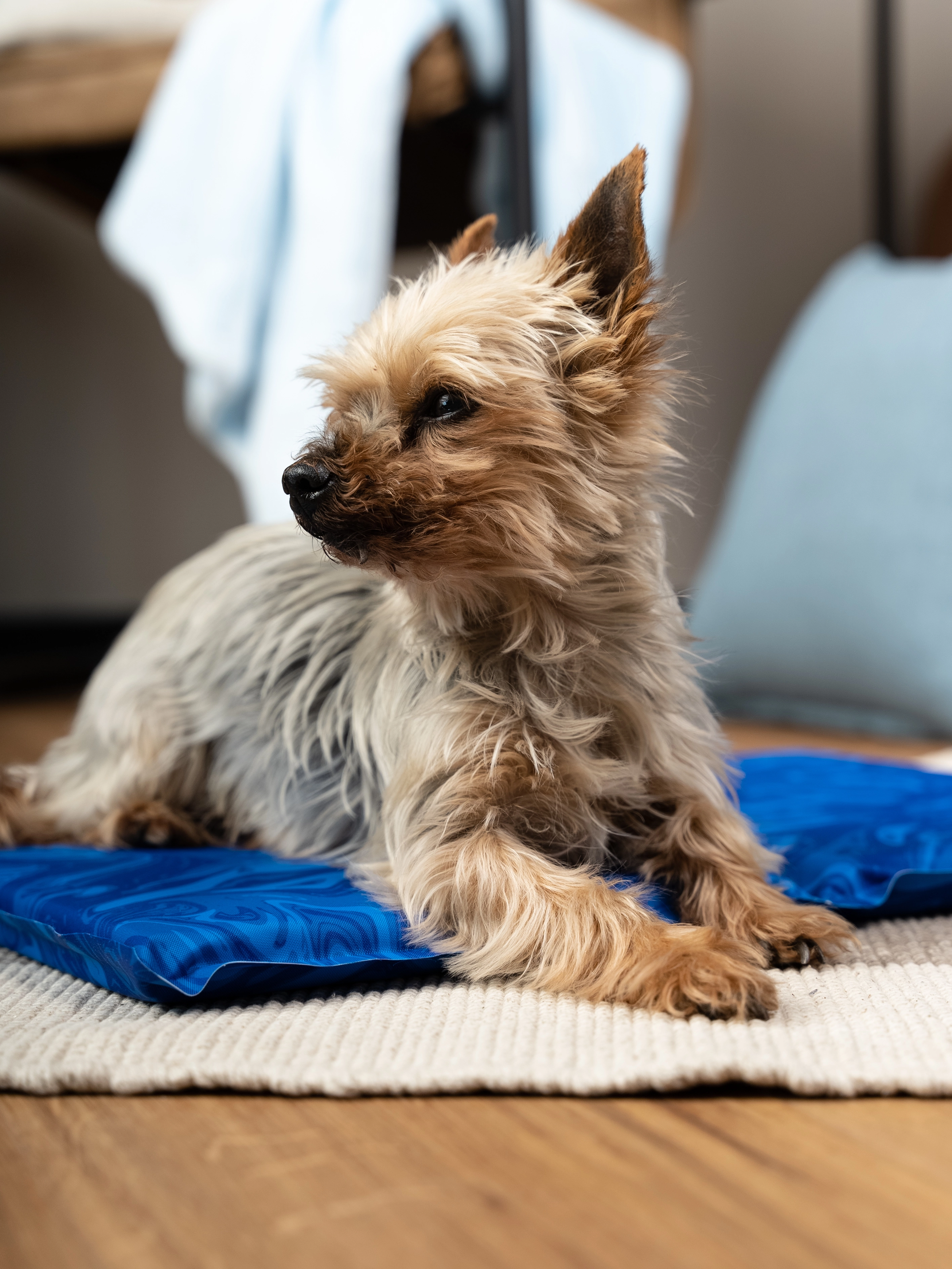 Arctic Comfort Kuehlmatte von TrendPet