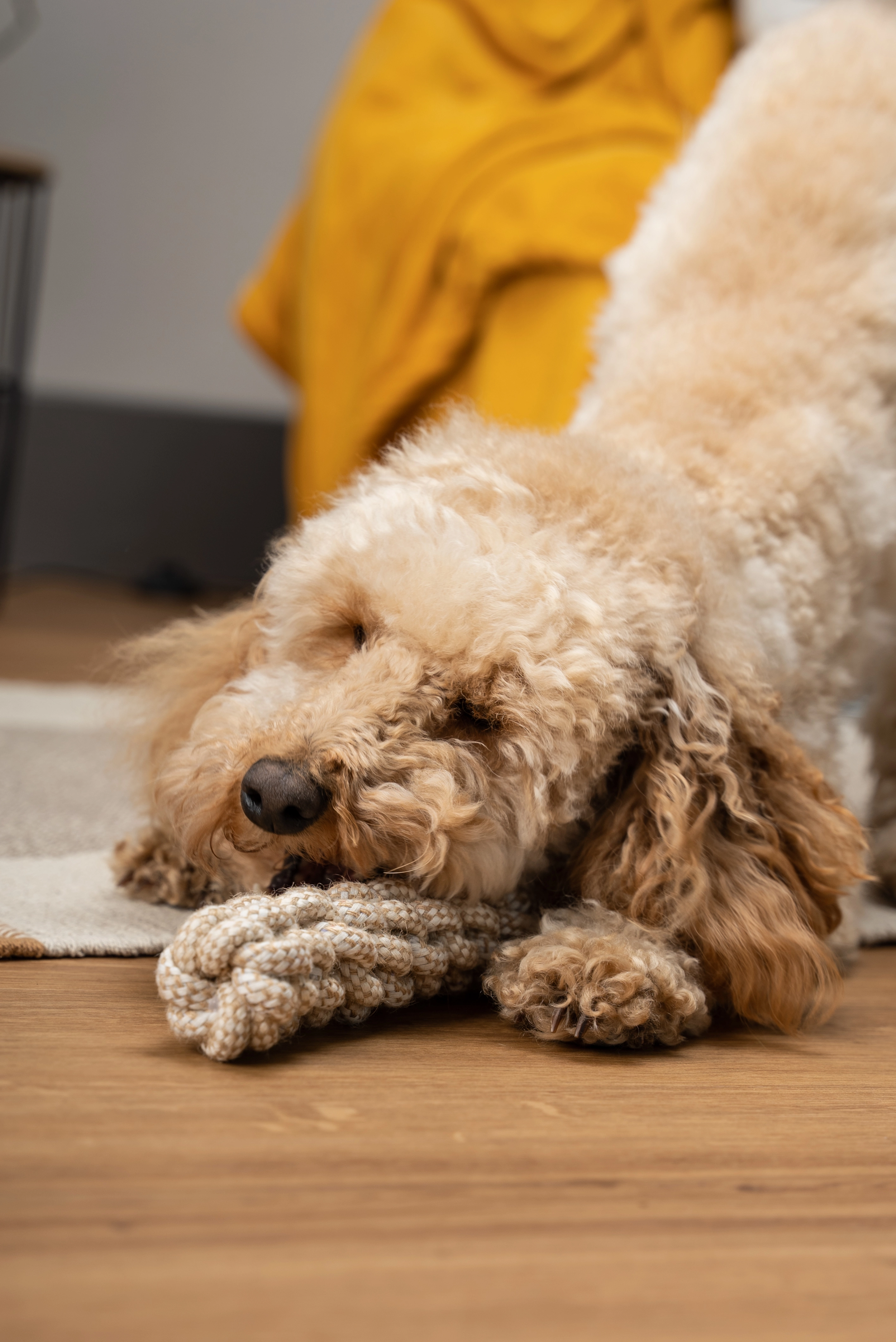 Nature Hundespielzeug von TrendPet