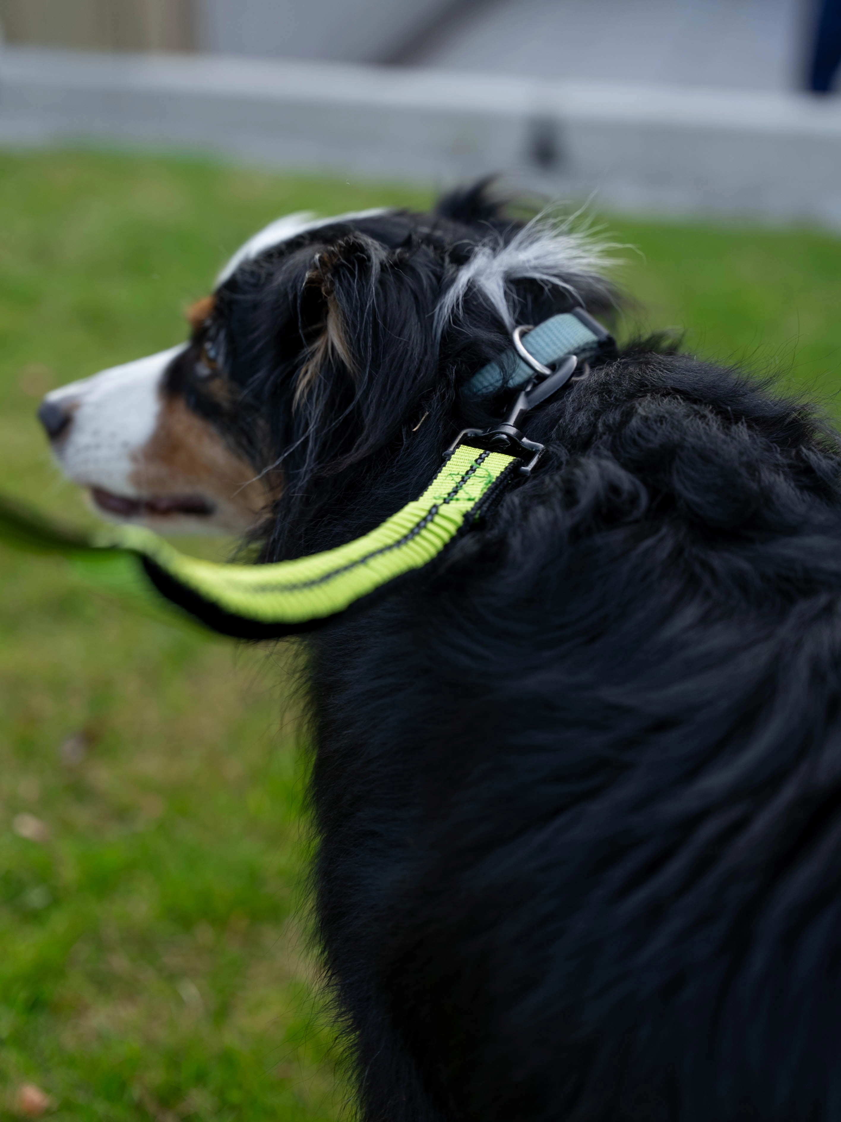 ein Hund an der Trend Pet Expanderleine