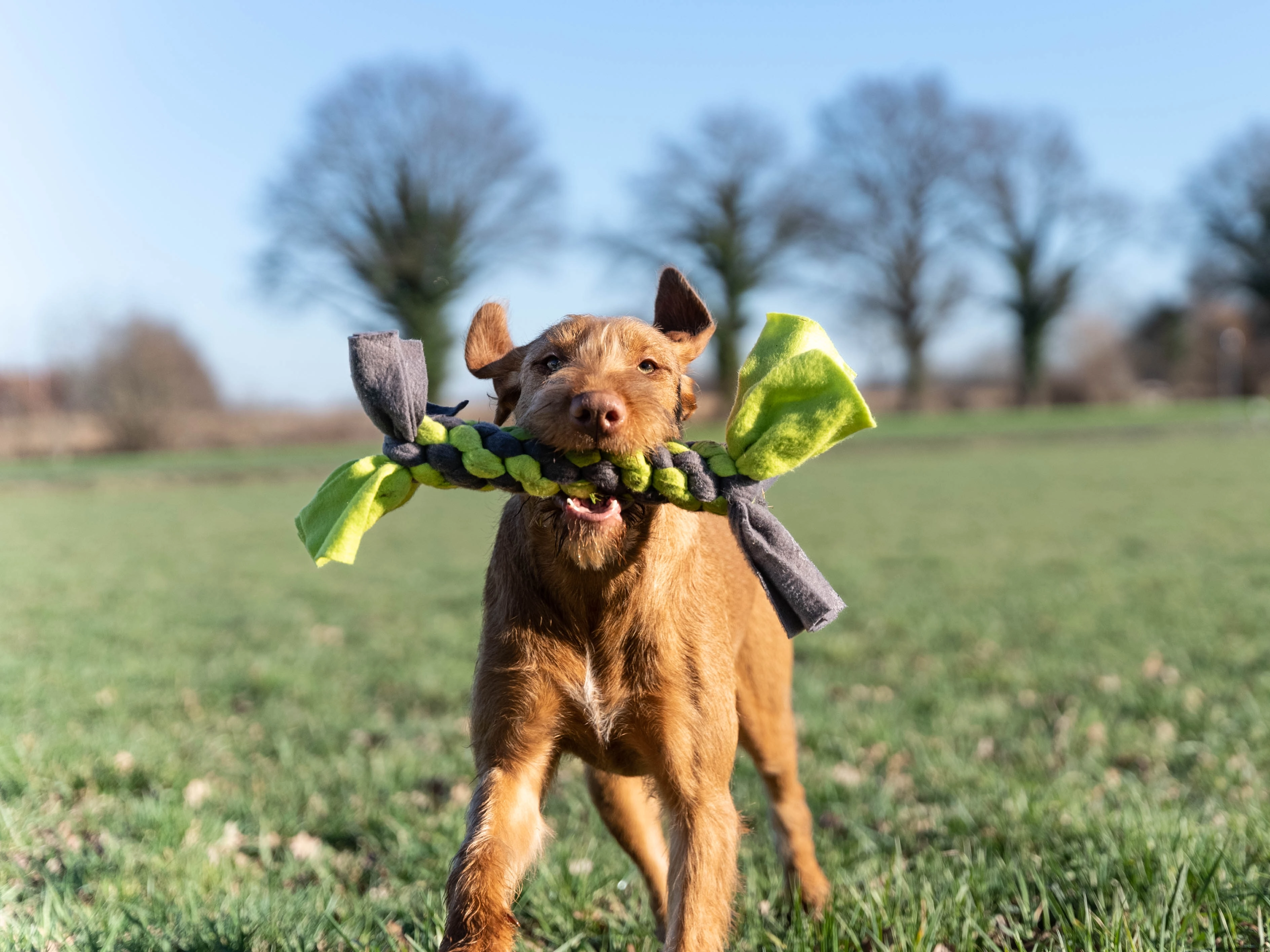 Bringsel Hundespielzeug von TrendPet