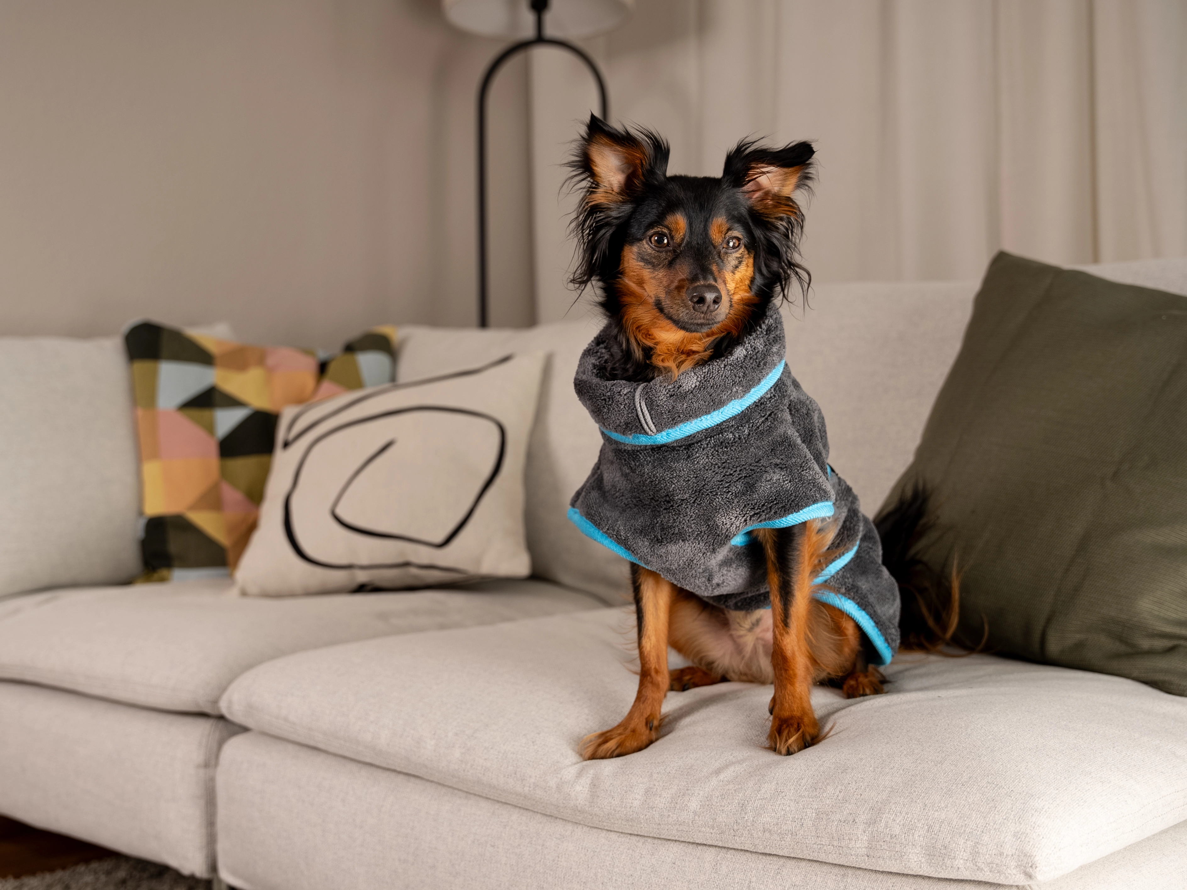 Hund trägt den Bademantel Dampfhund von TrendPet