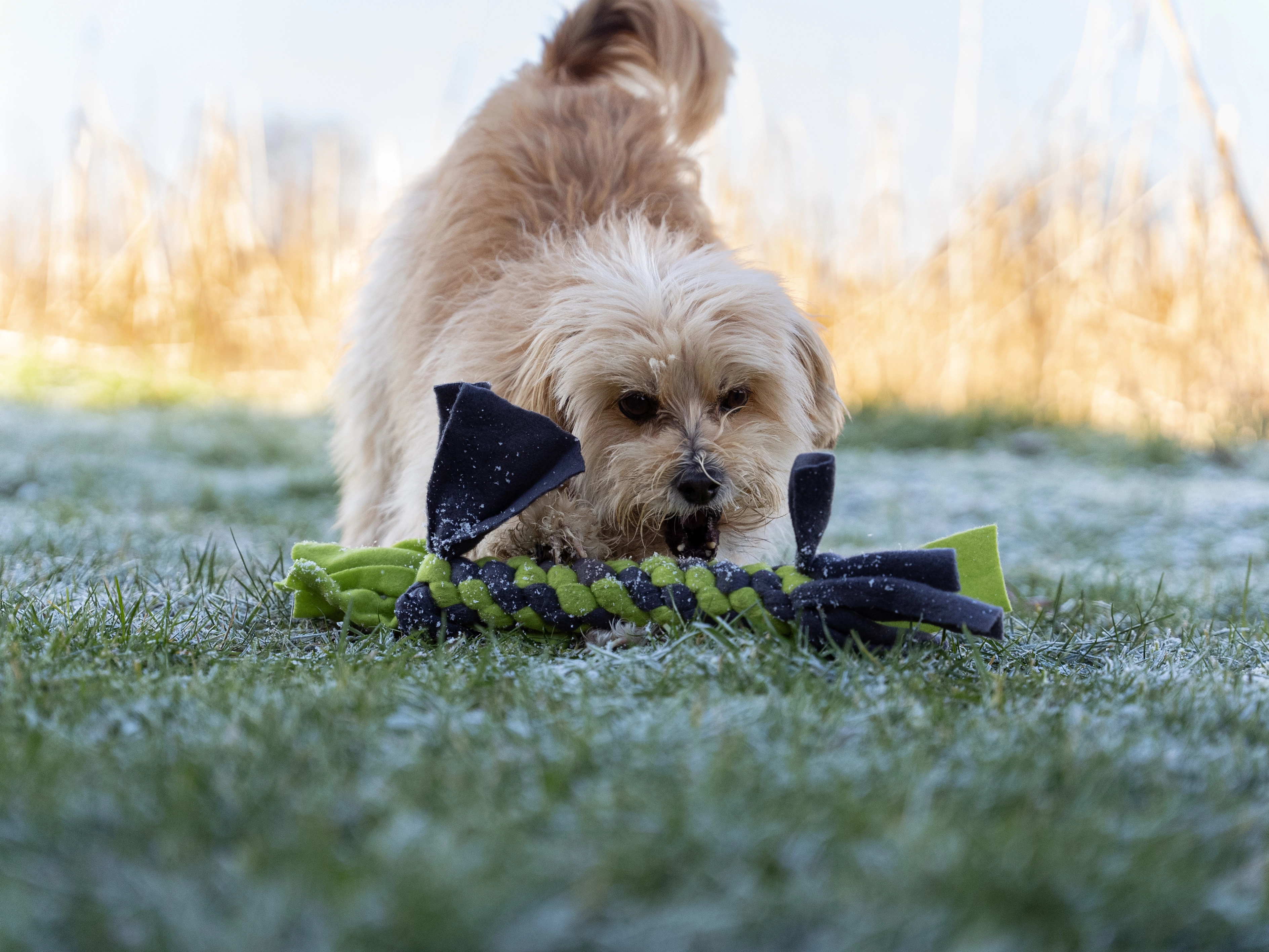 Bringsel Hundespielzeug von TrendPet