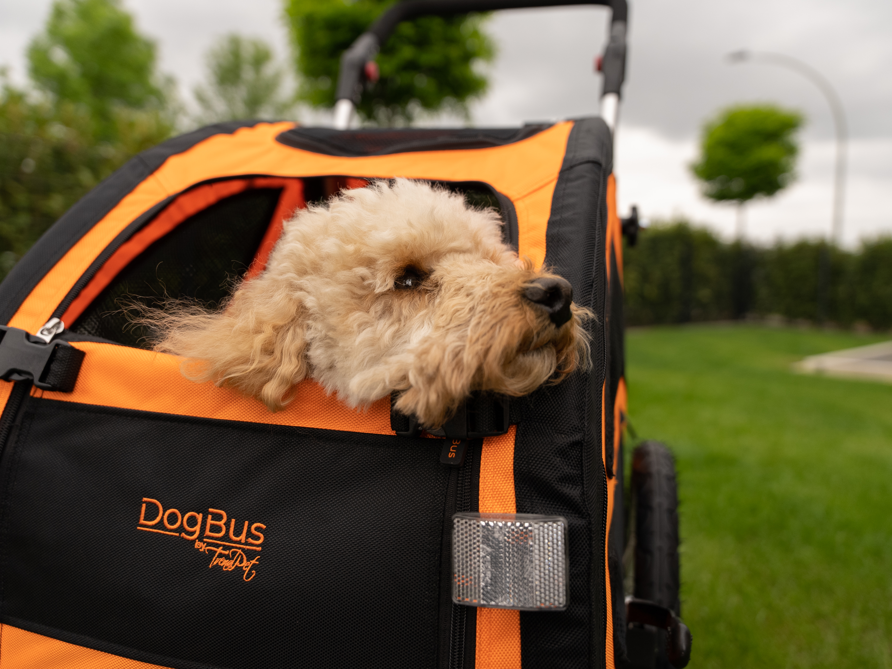 DogBus von TrendPet