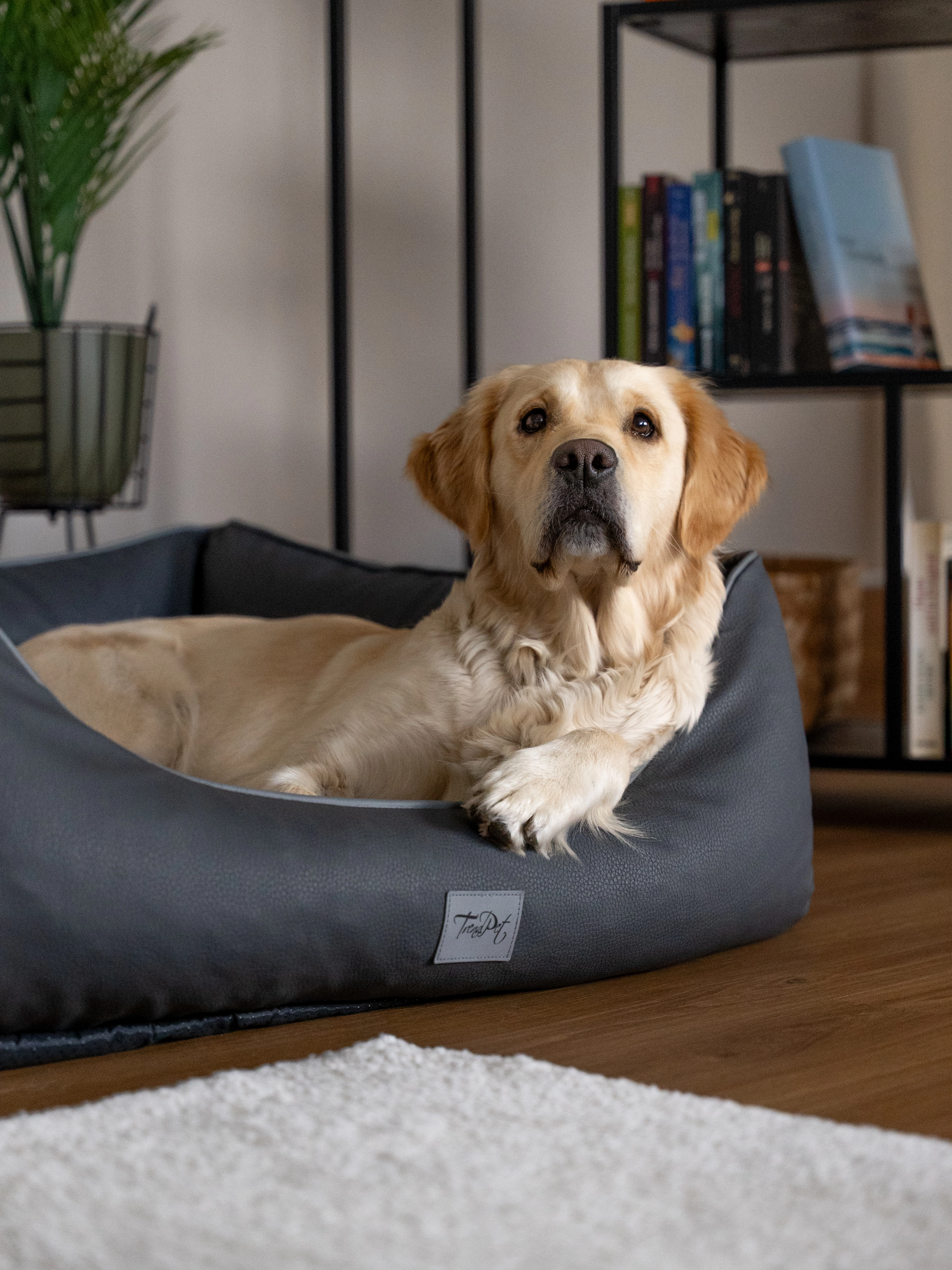 Hund liegt im TrendPet Bett Runa