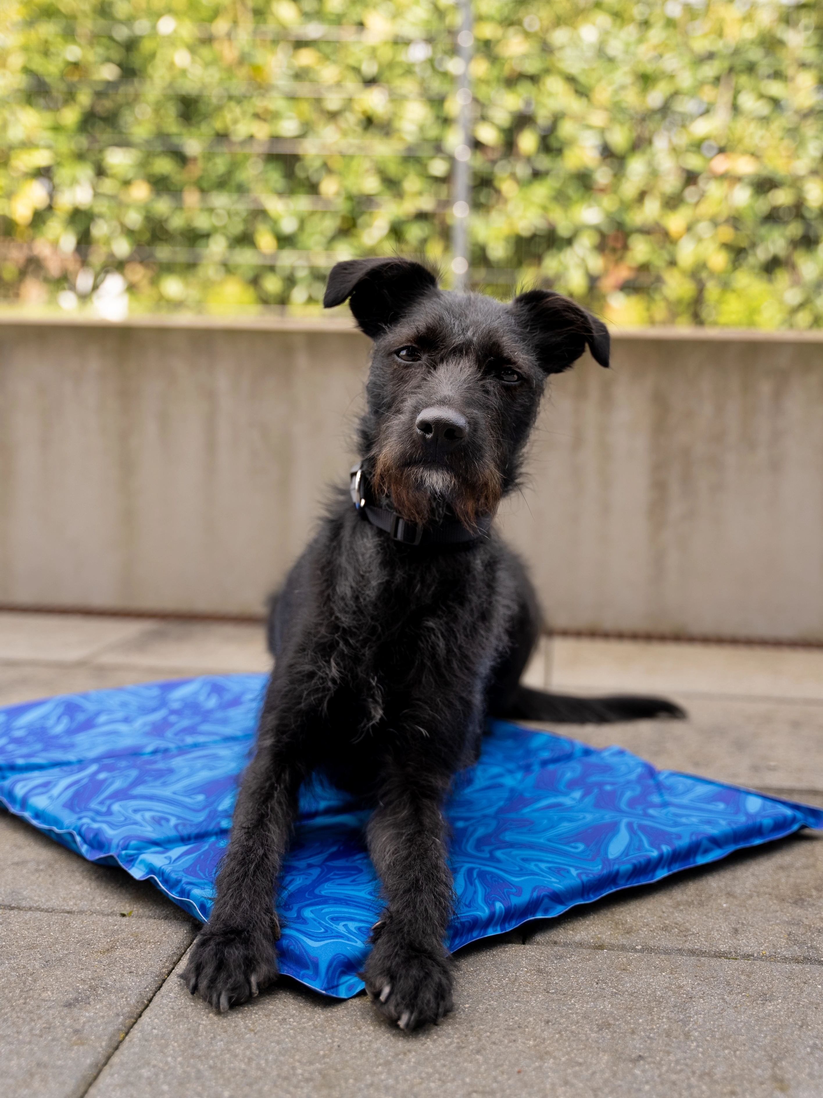 Arctic Comfort Kuehlmatte von TrendPet