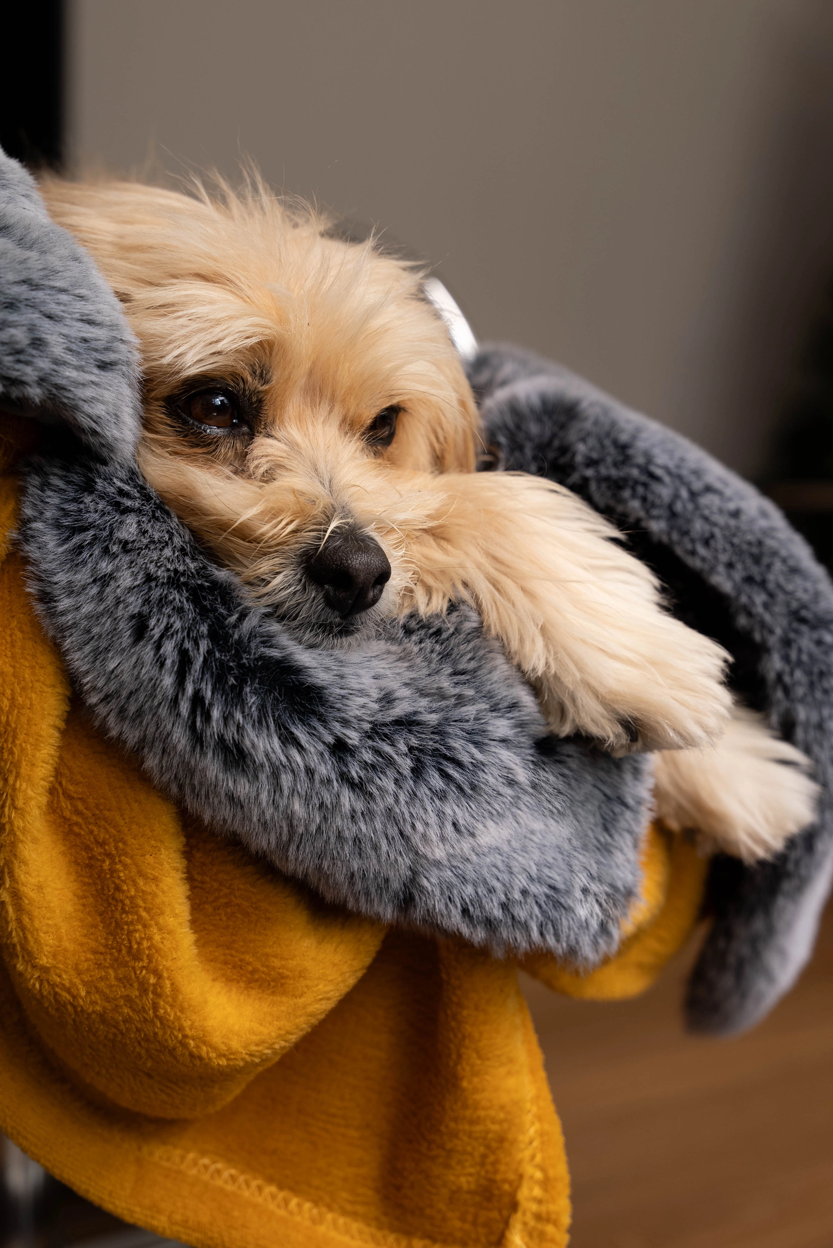 Felldecke Yuma von TrendPet