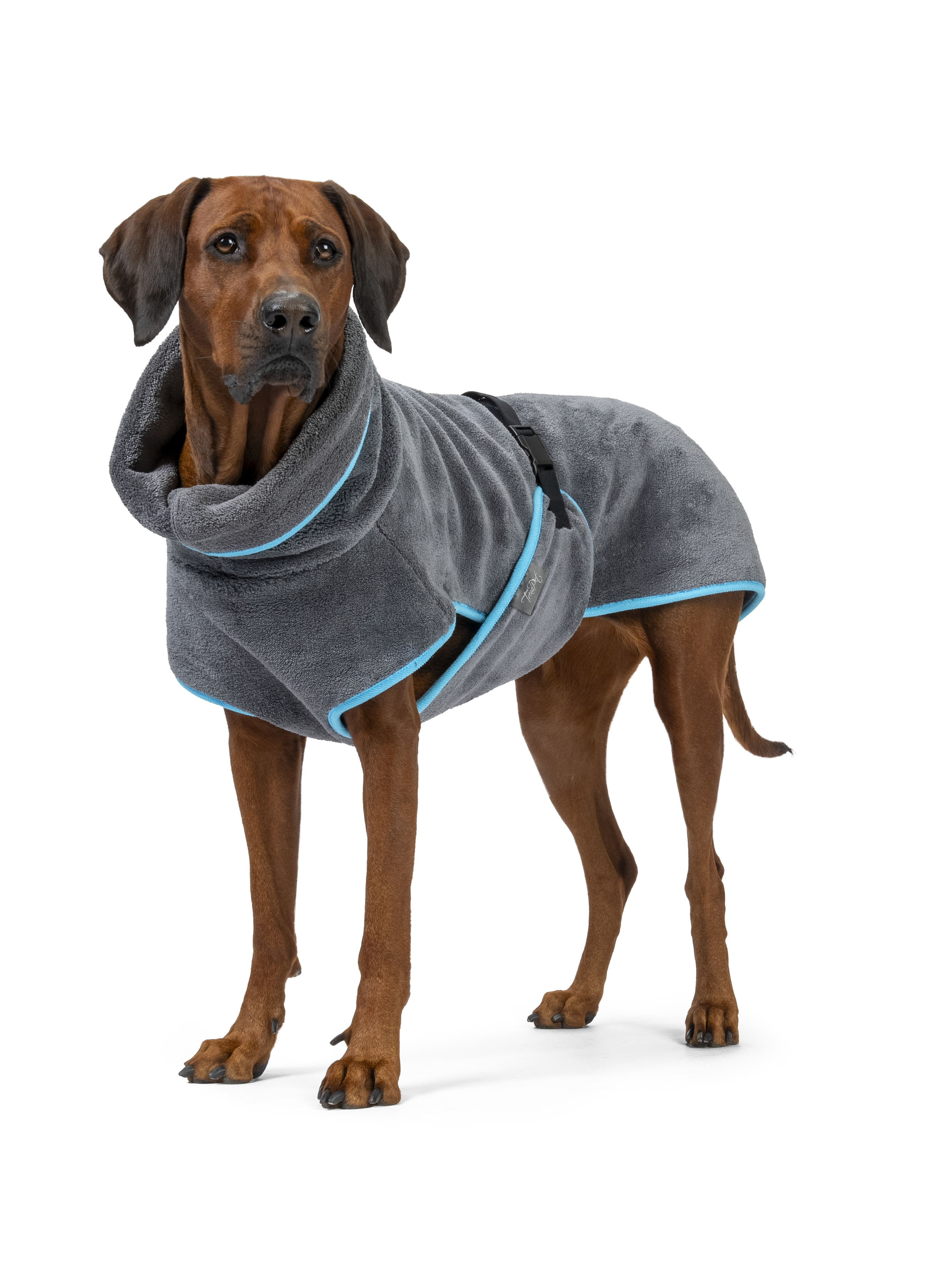 Hund trägt den Bademantel Dampfhund von TrendPet