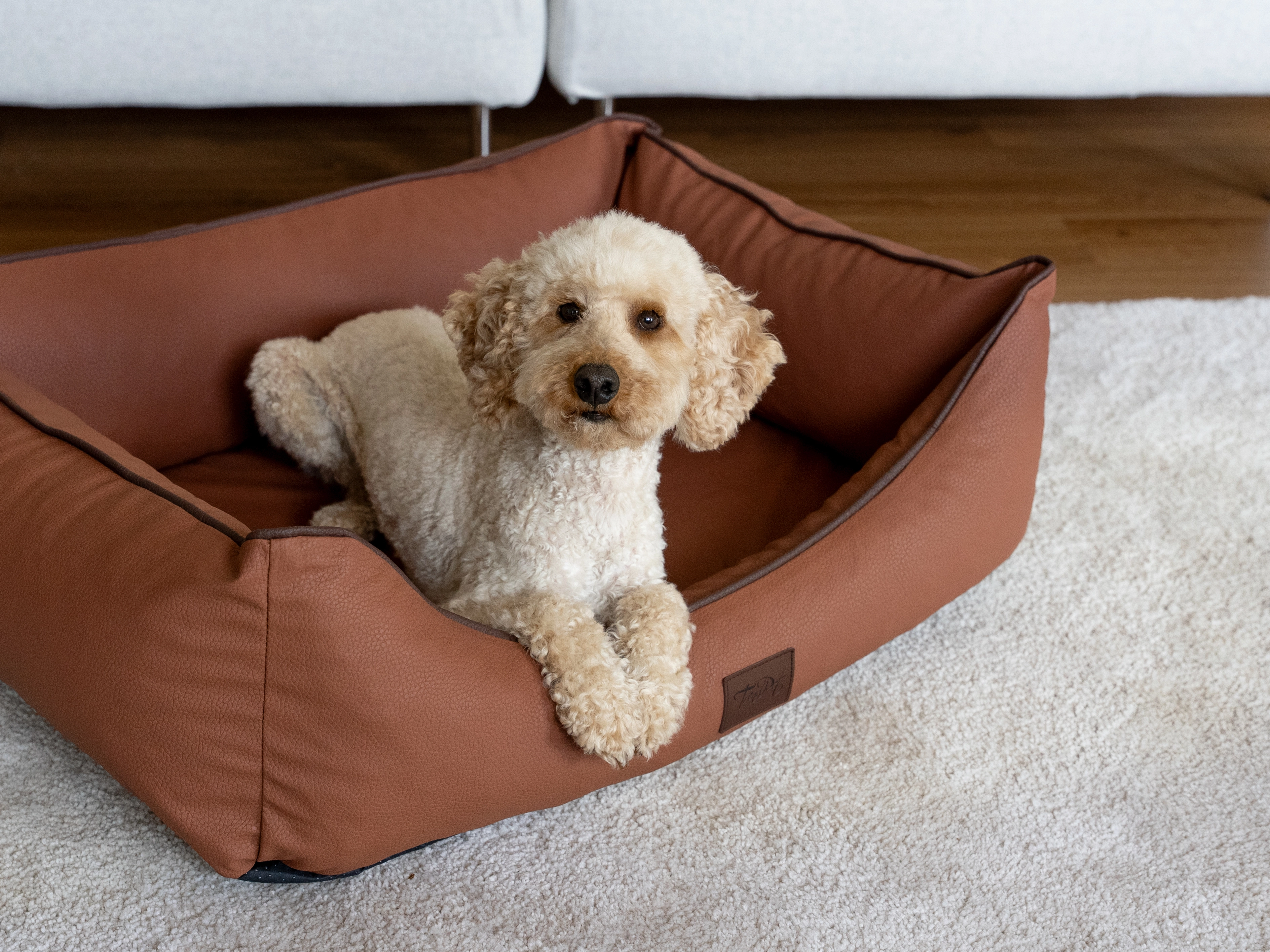 Hund liegt im TrendPet Bett Runa