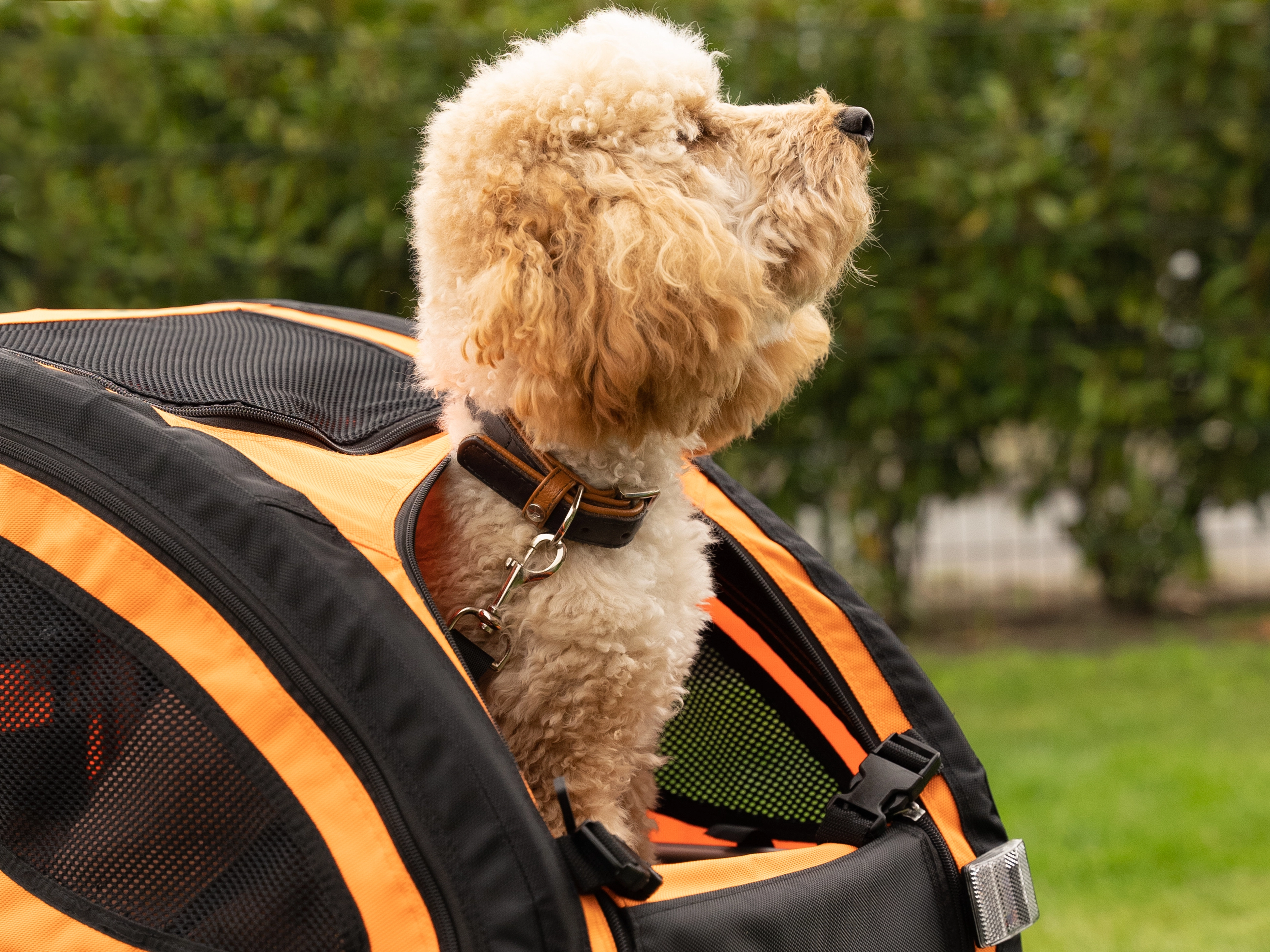 TrendPet DogBus Fahrradanhänger für Hunde