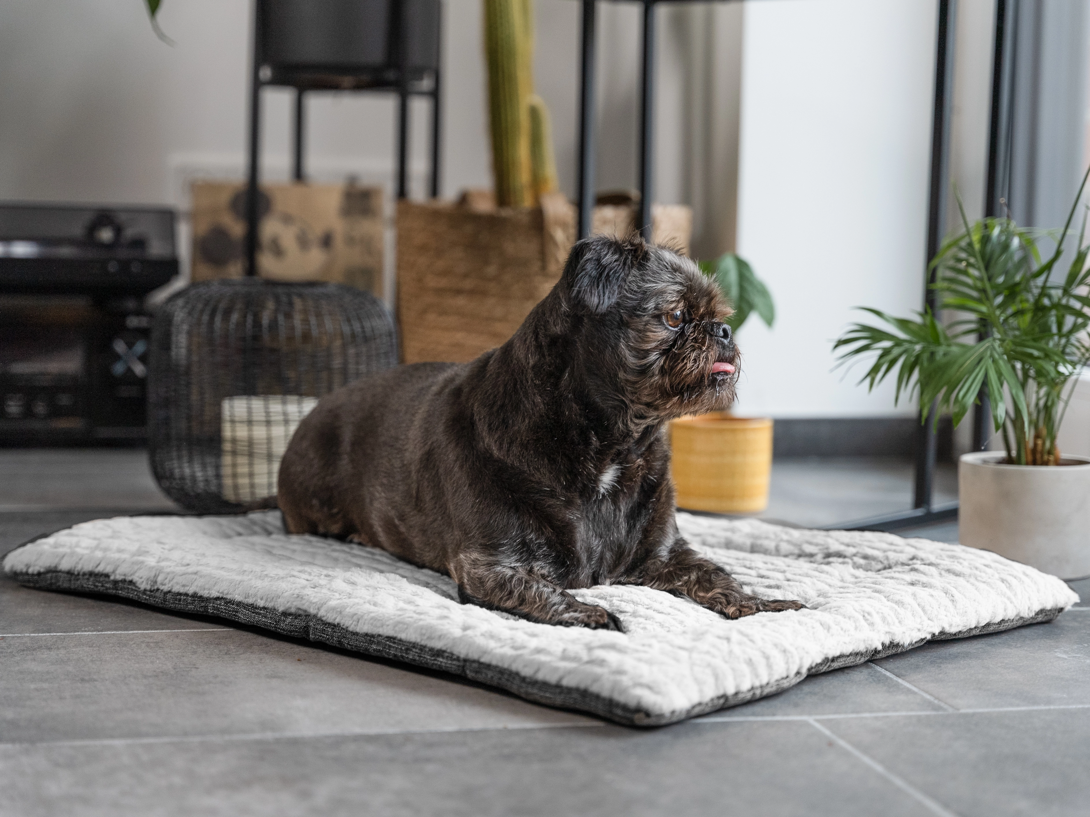 Heaven geposlterte Wendedecke für Hunde und Katzen von TrendPet