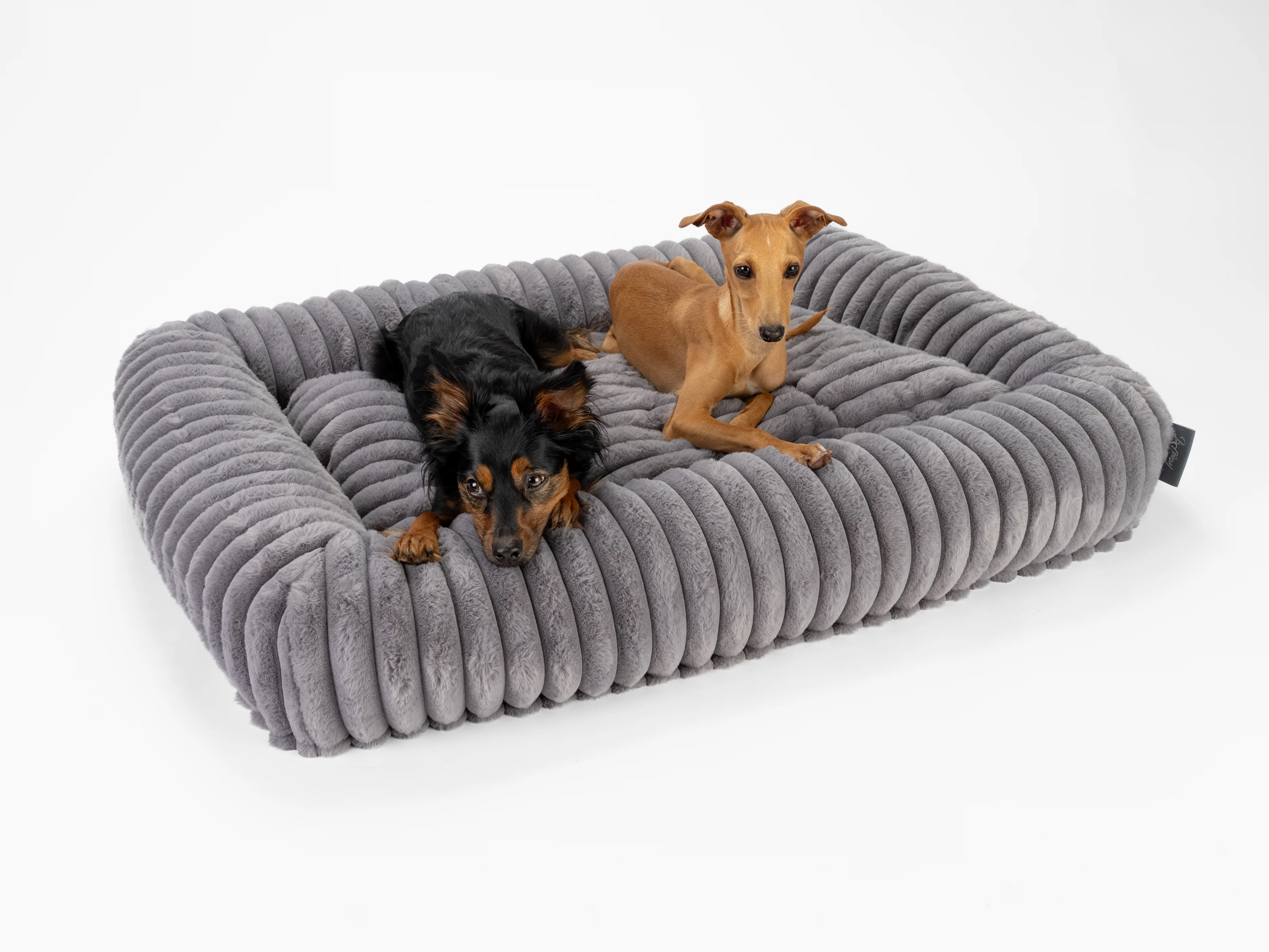 zwei Hunde liegen im Biscuit Cube von TrendPet