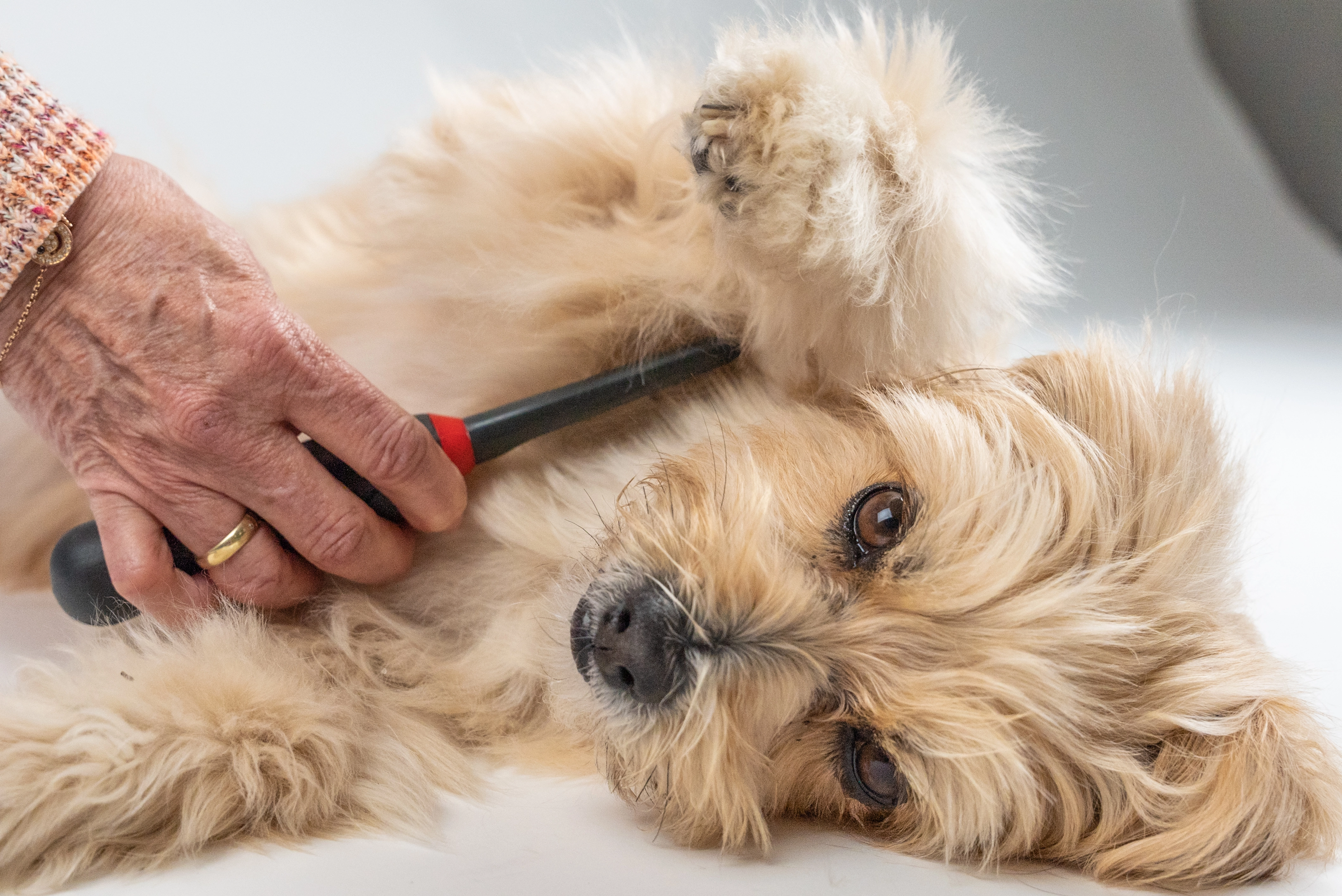 TrendPet Hundepflege Hundebuerste