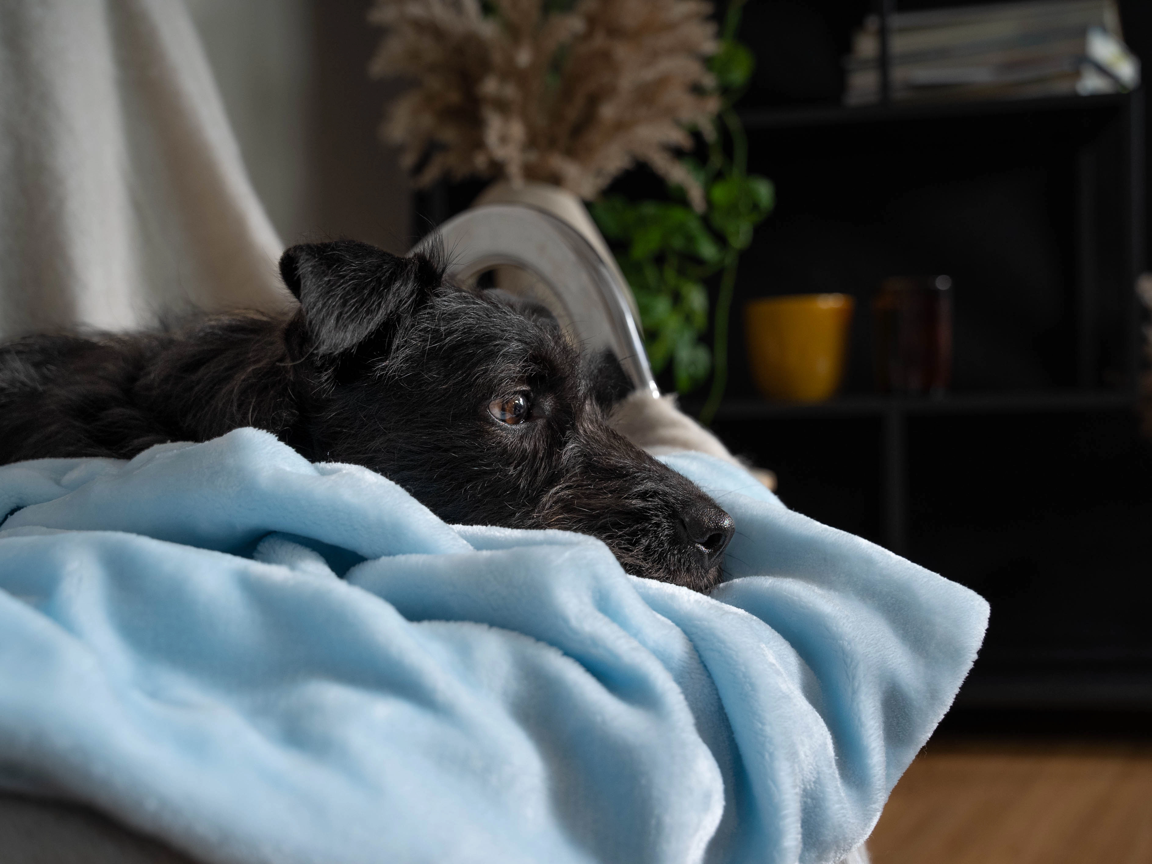 Coco Kuscheldecke von TrendPet