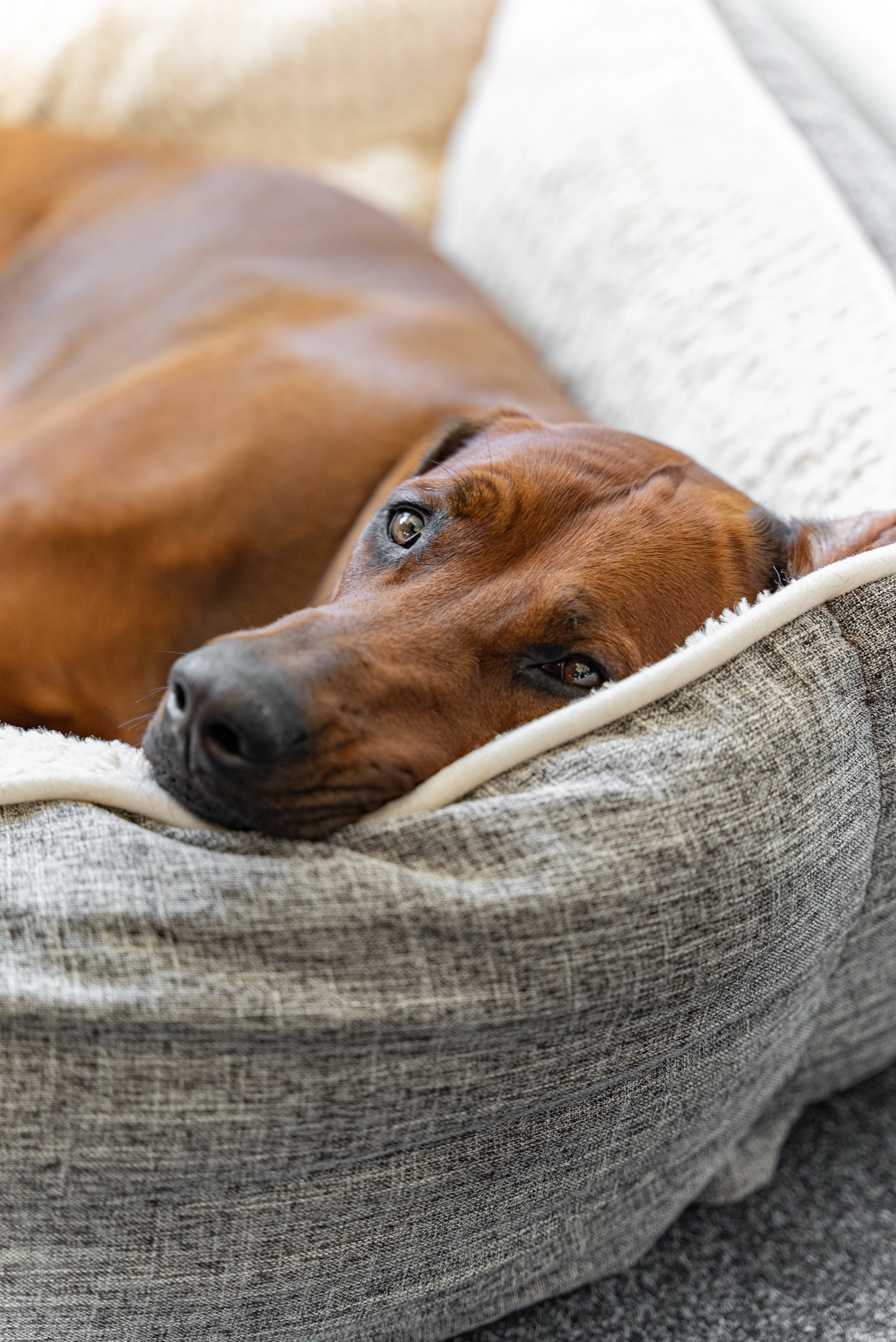 Hundebett VitaBed von TrendPet