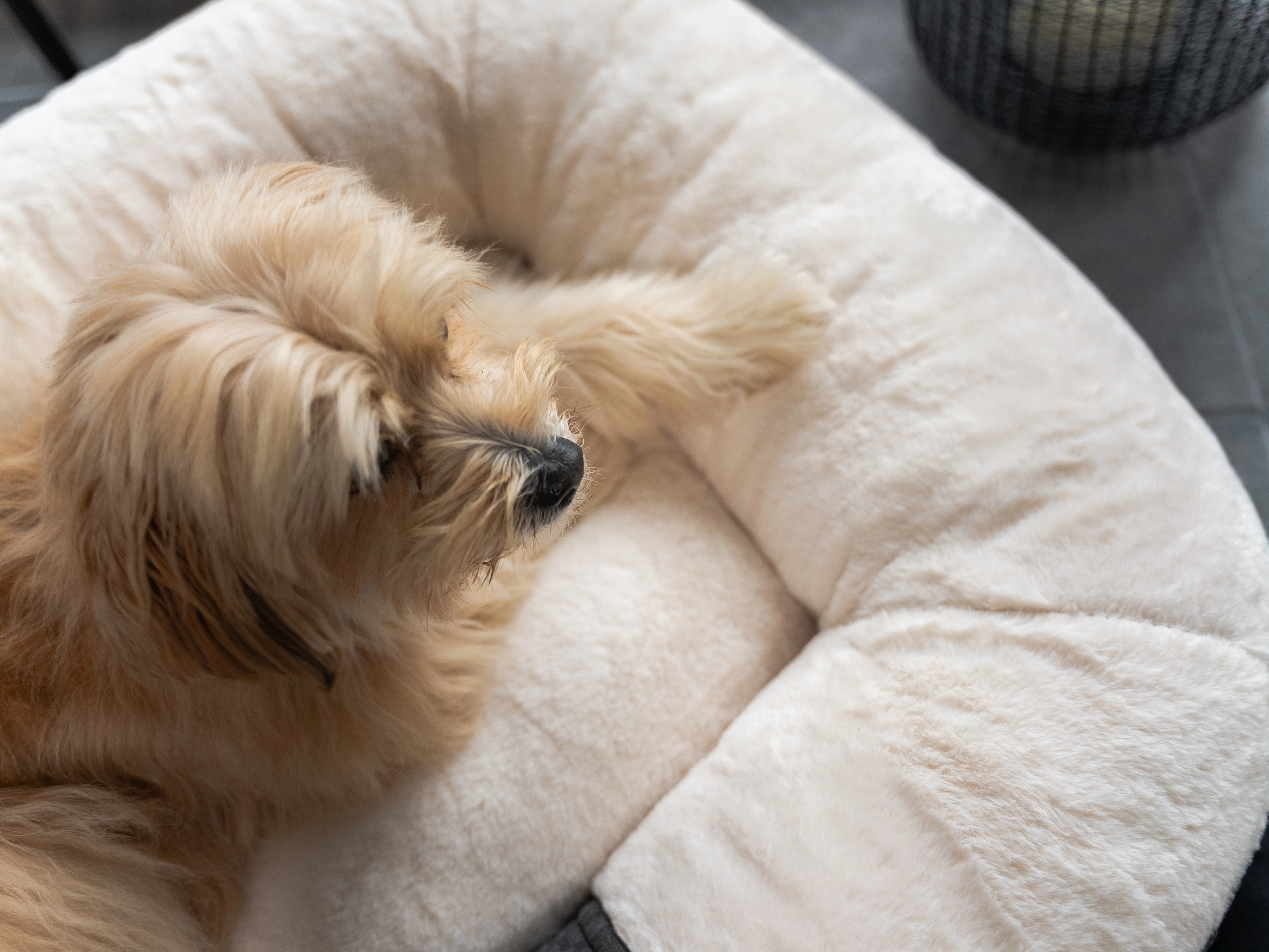 LunaLounge von TrendPet