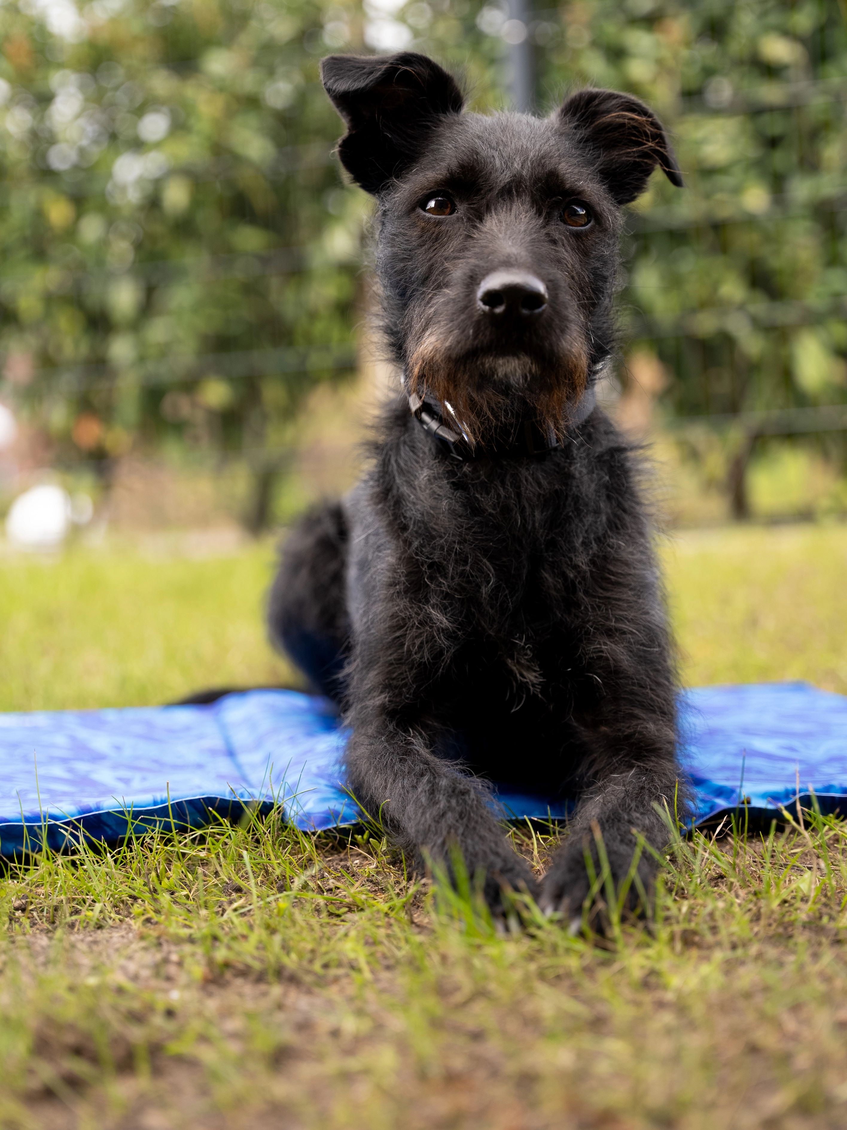 Arctic Comfort Kuehlmatte von TrendPet