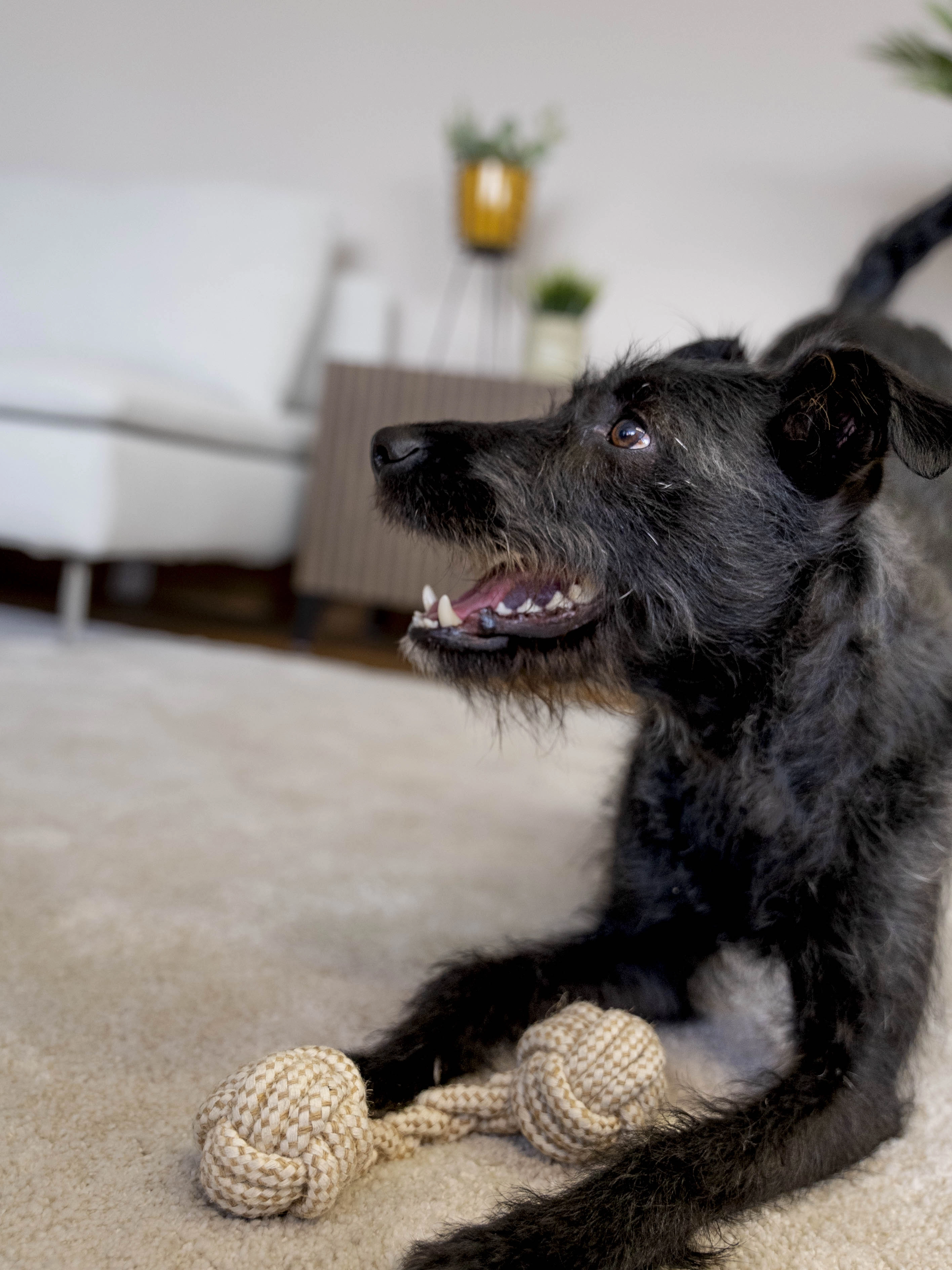 Hund spielt mit Nature Bone