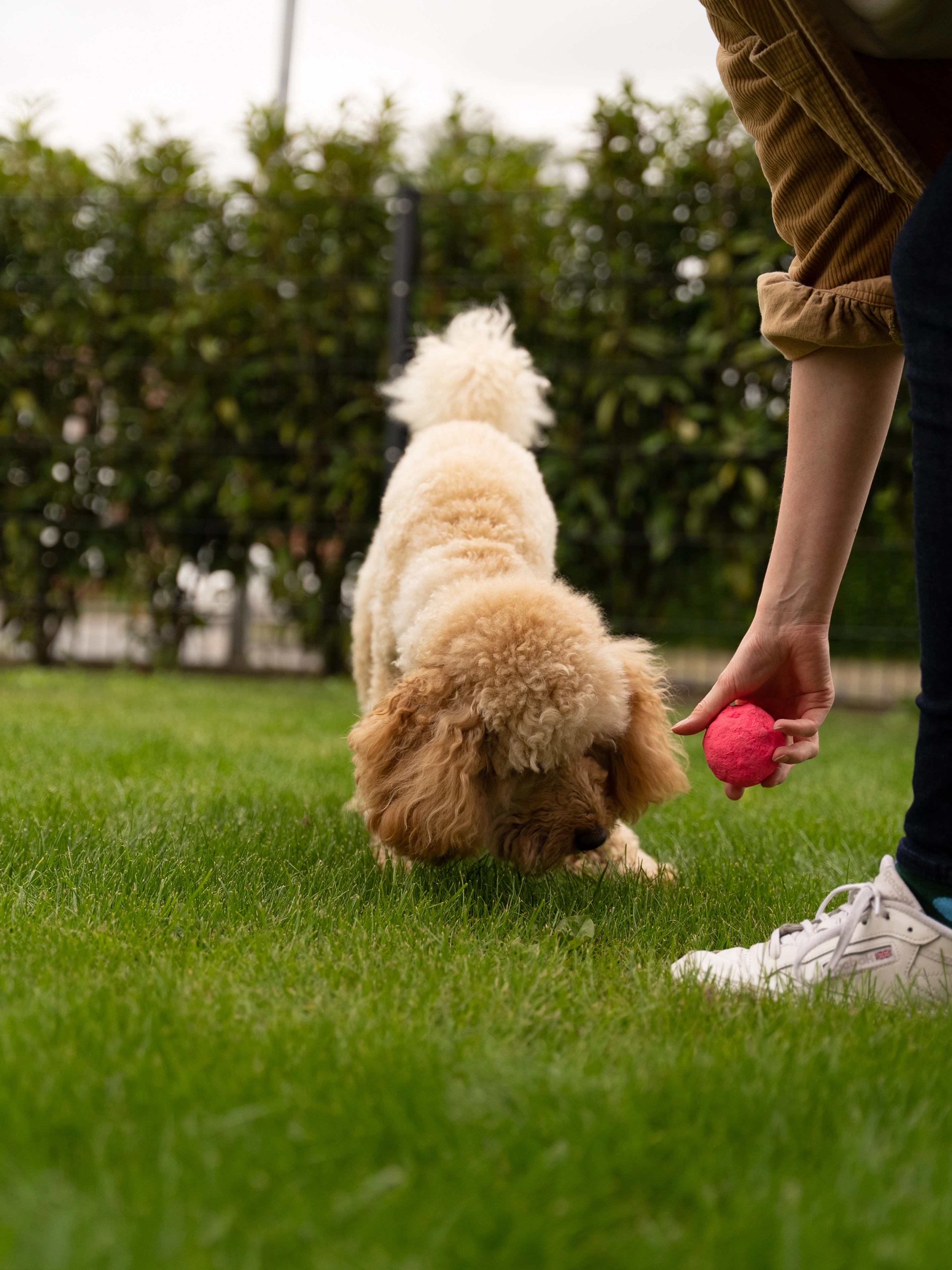 Wunderball von TrendPet