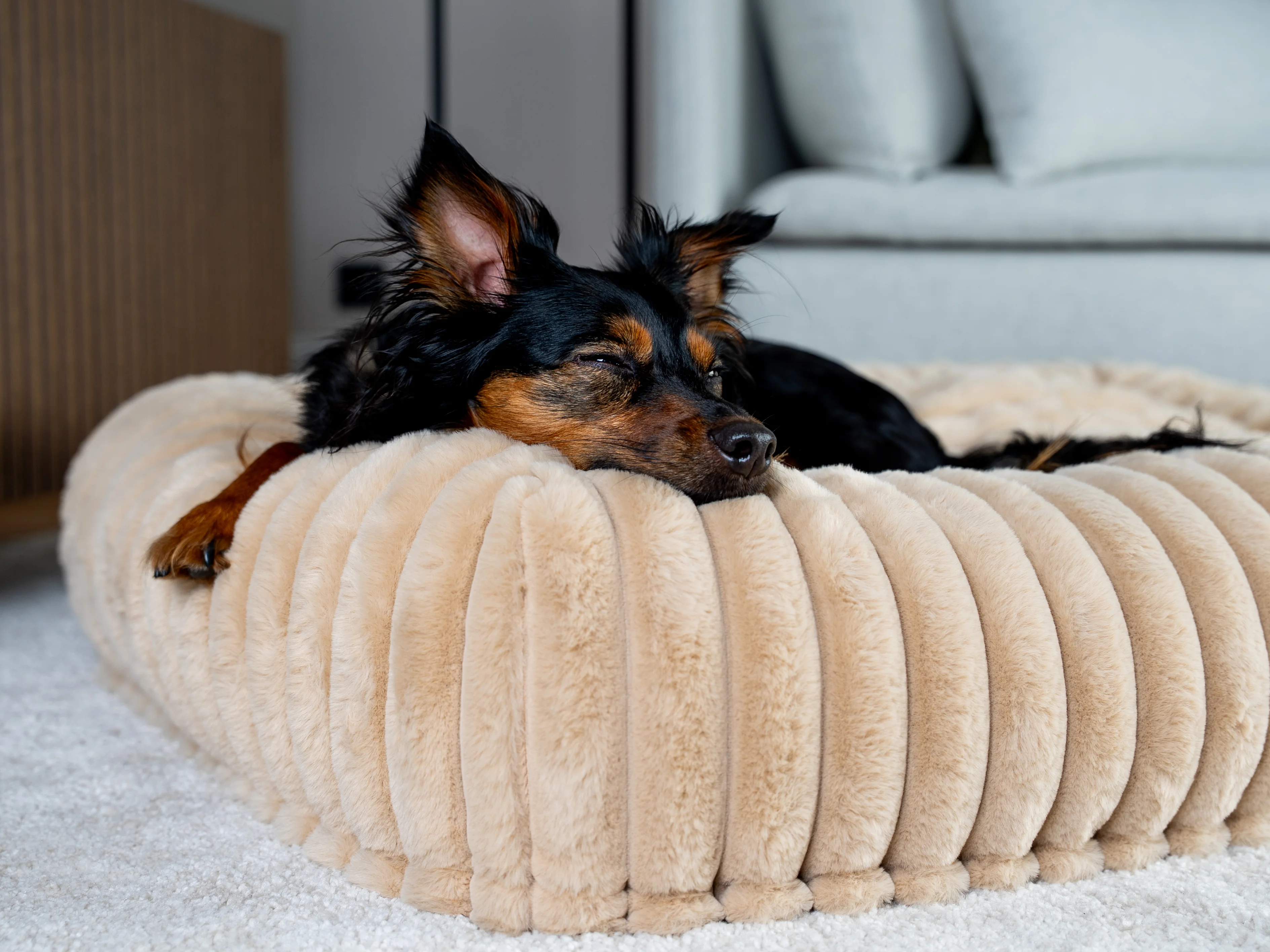 Hund liegt in dem Biscuit Cube