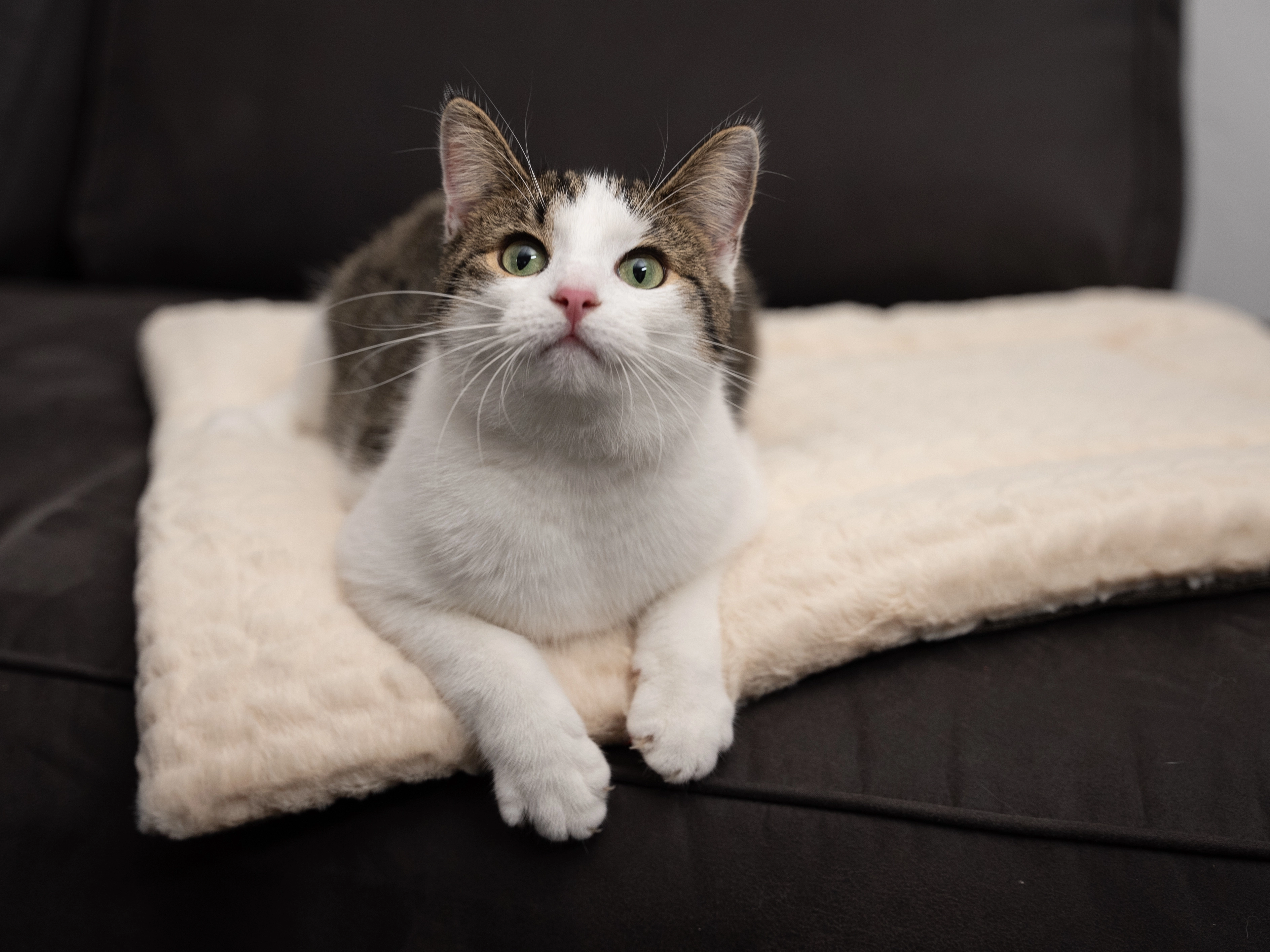Heaven geposlterte Wendedecke für Hunde und Katzen von TrendPet