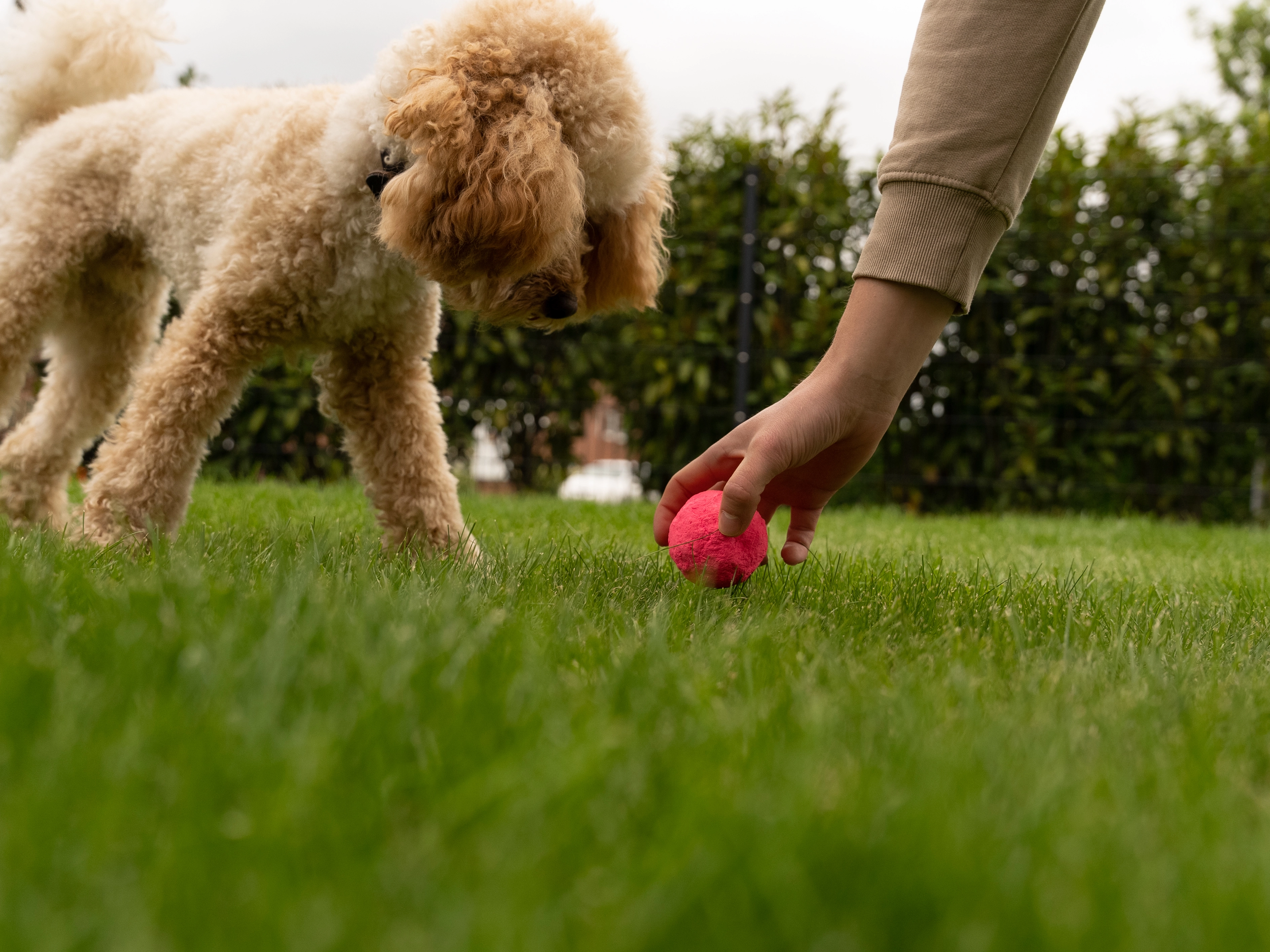 Wunderball von TrendPet