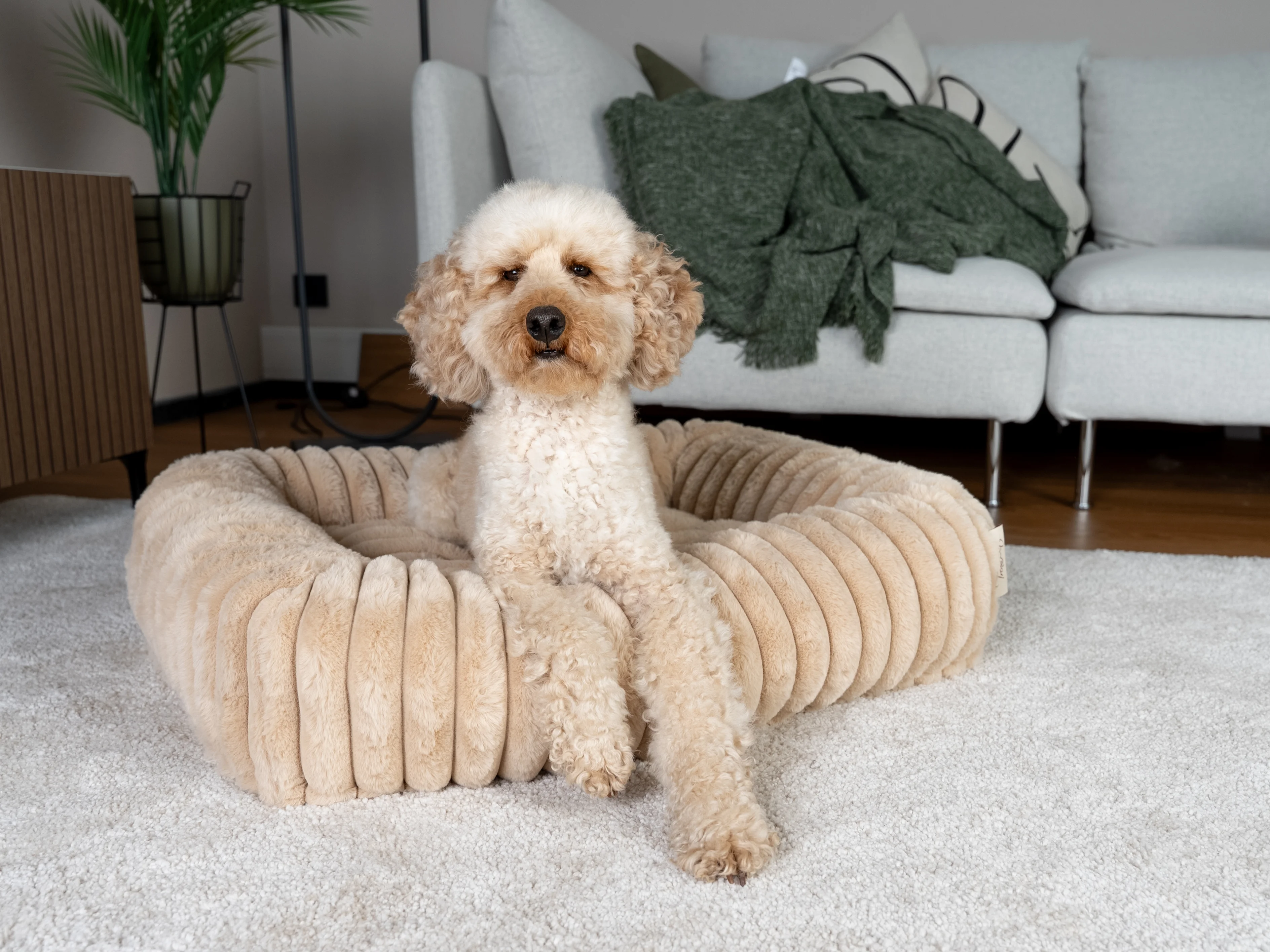 Hund liegt in dem Biscuit Cube