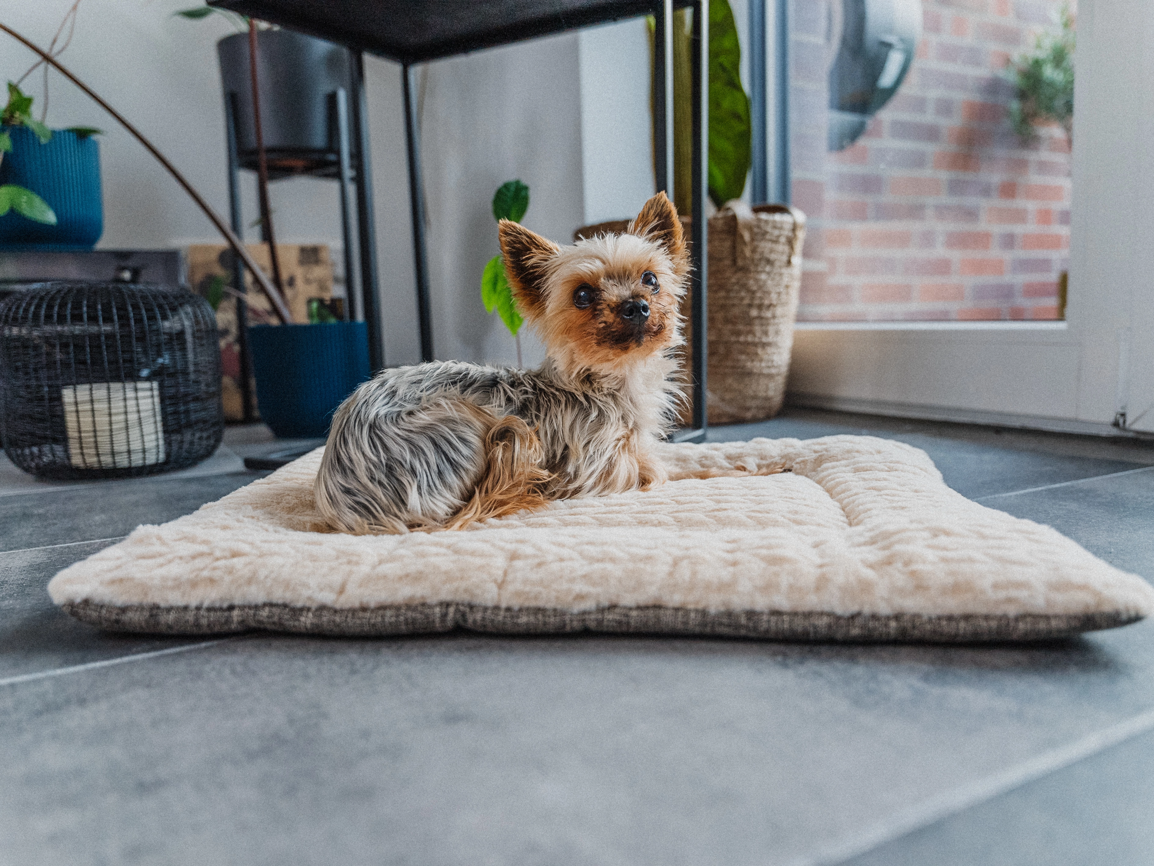 Heaven geposlterte Wendedecke für Hunde und Katzen von TrendPet