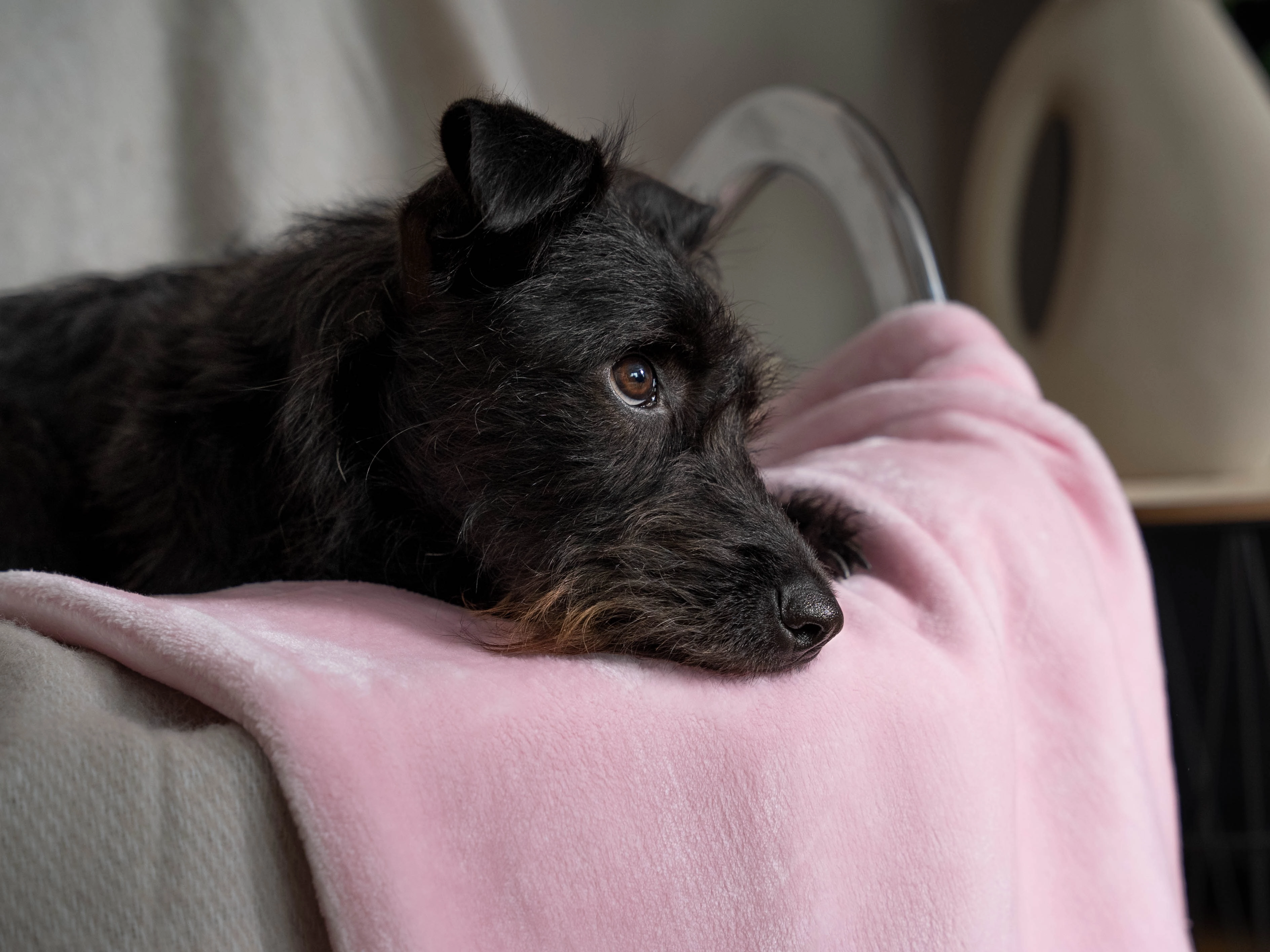 Coco Kuscheldecke von TrendPet