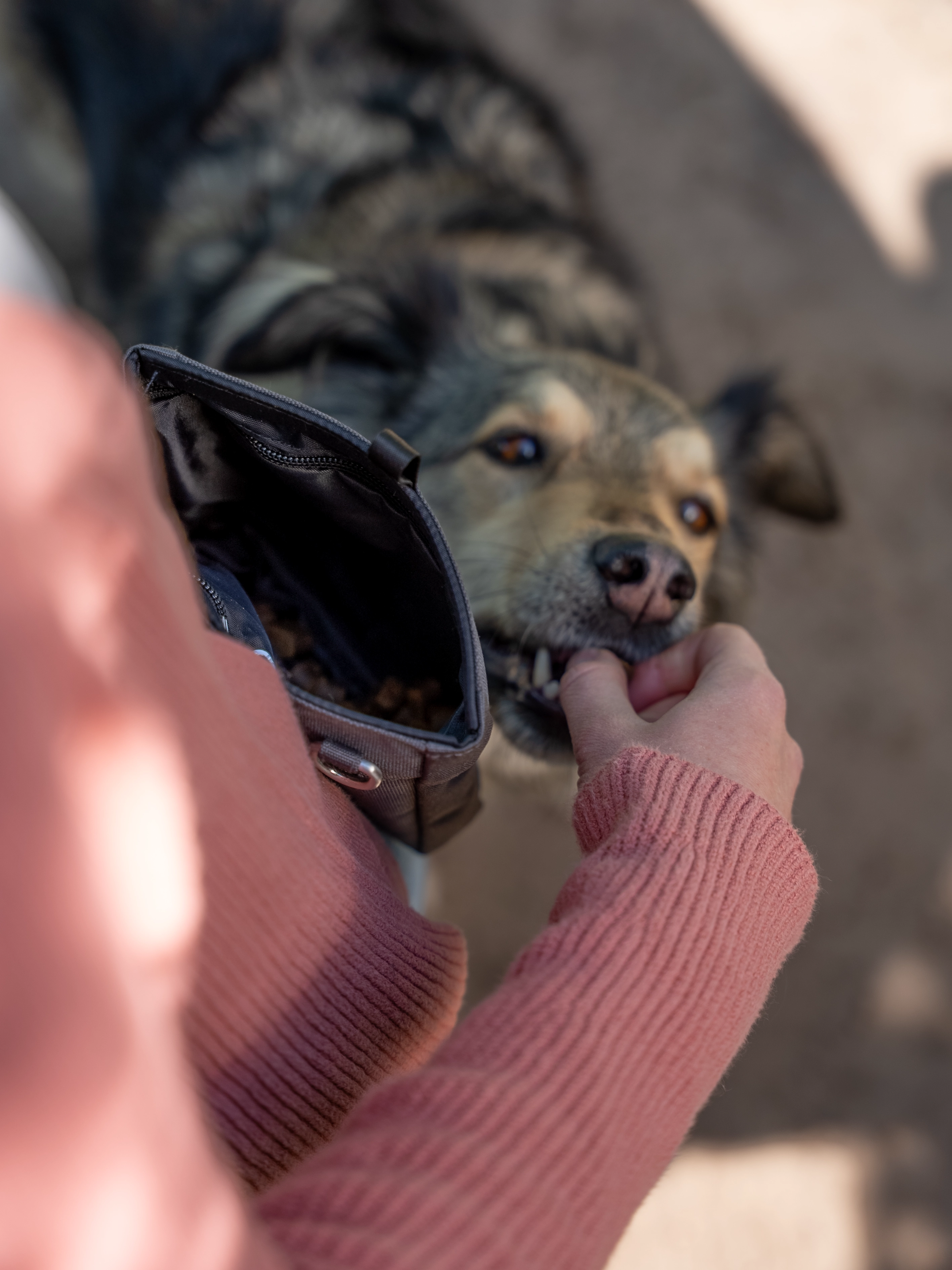 Snaxx Leckerlibeutel von TrendPet