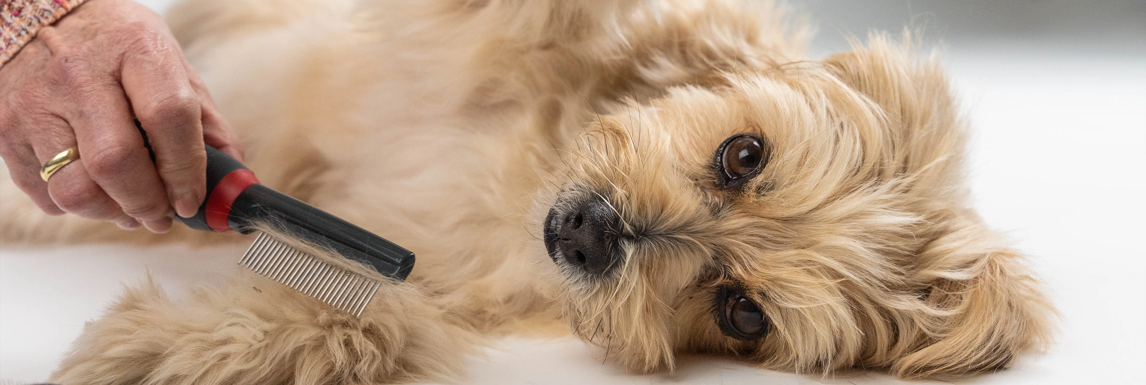 Hund wird mit Kamm von TrendPet gebürstet