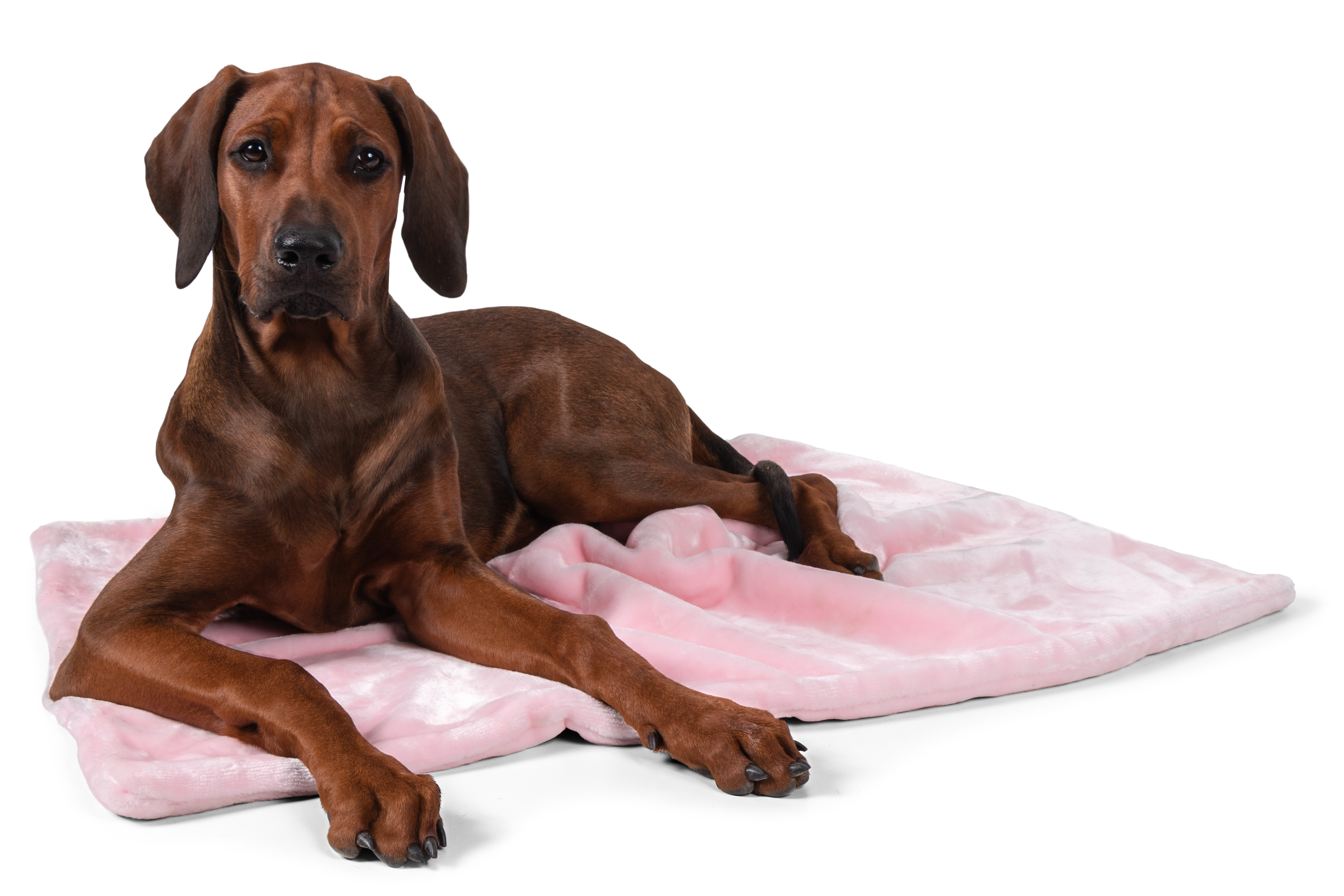 Coco Kuscheldecke von TrendPet